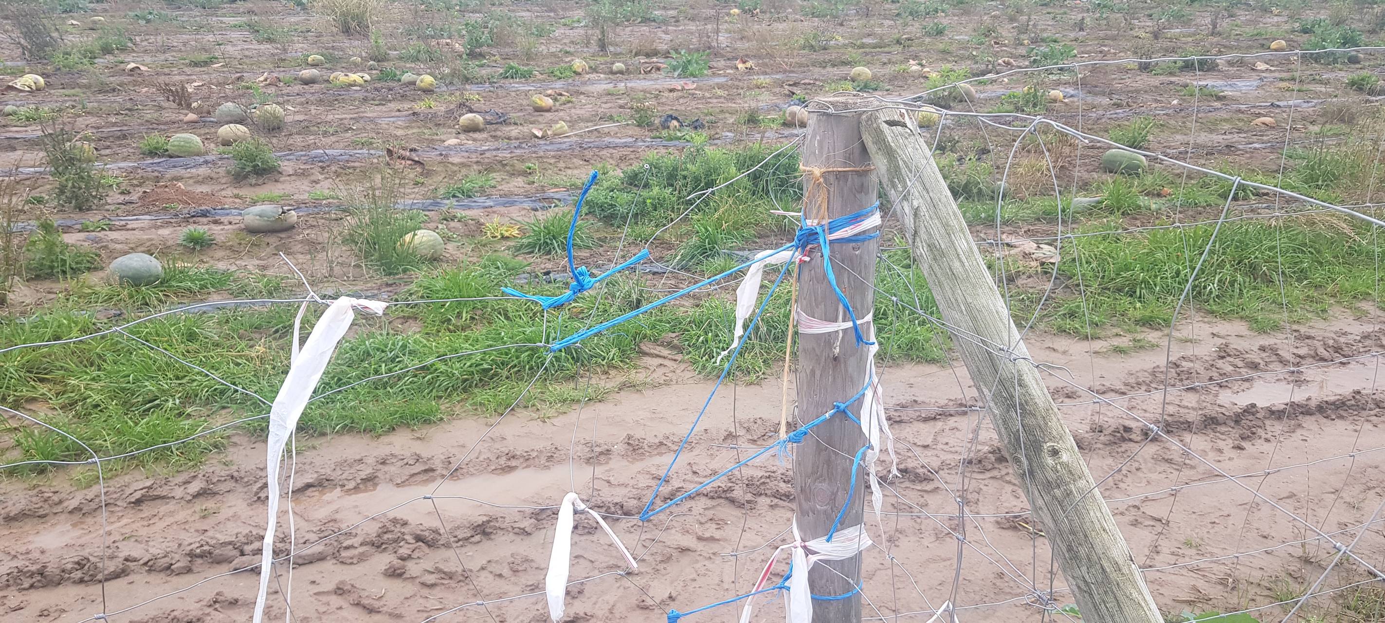 Gemüseklau in Dormagen