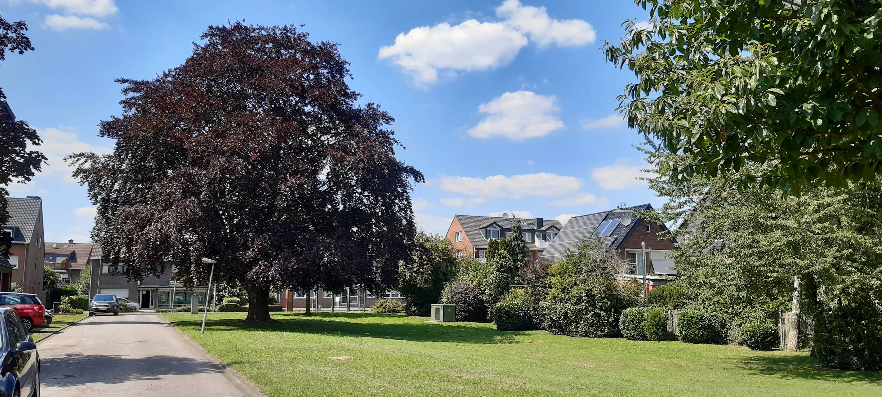 Keine Rettung für Blutbuche in Dormagen-Nievenheim
