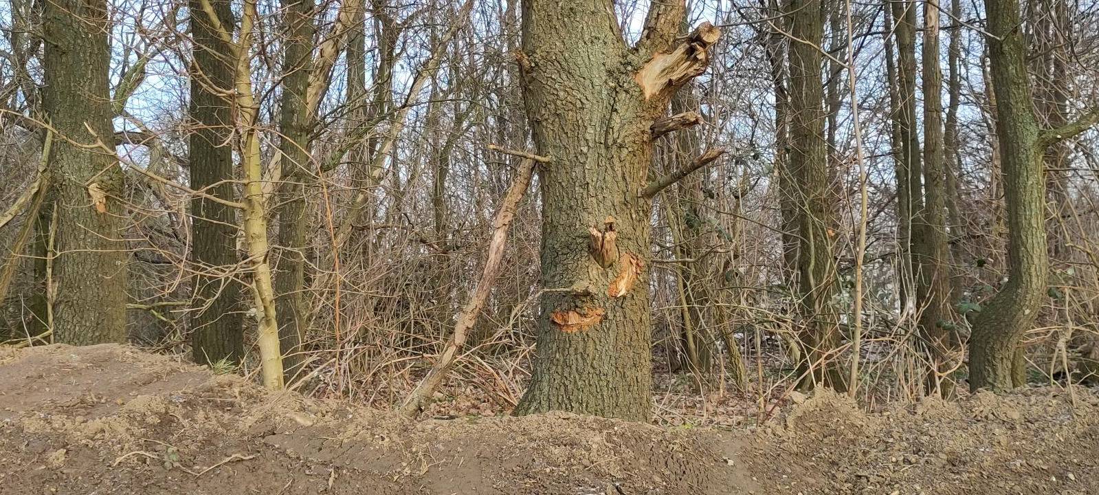 Holzdiebstahl in Dormagen-Zons?