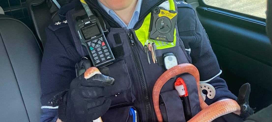 Schlange in Grevenbroich gefunden - Peta setzt Belohnung aus