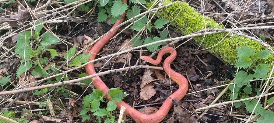 Albino-Kornnatter in Grevenbroich gefunden