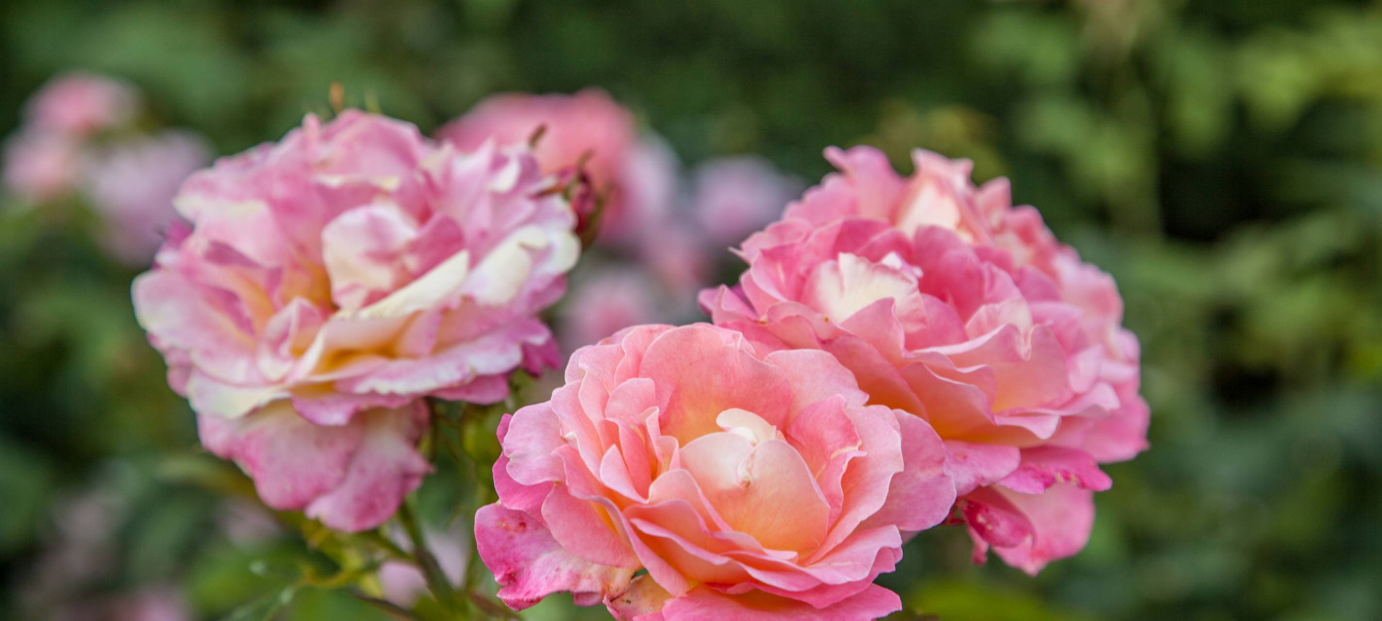 Valentinstag kurbelt Umsatz an