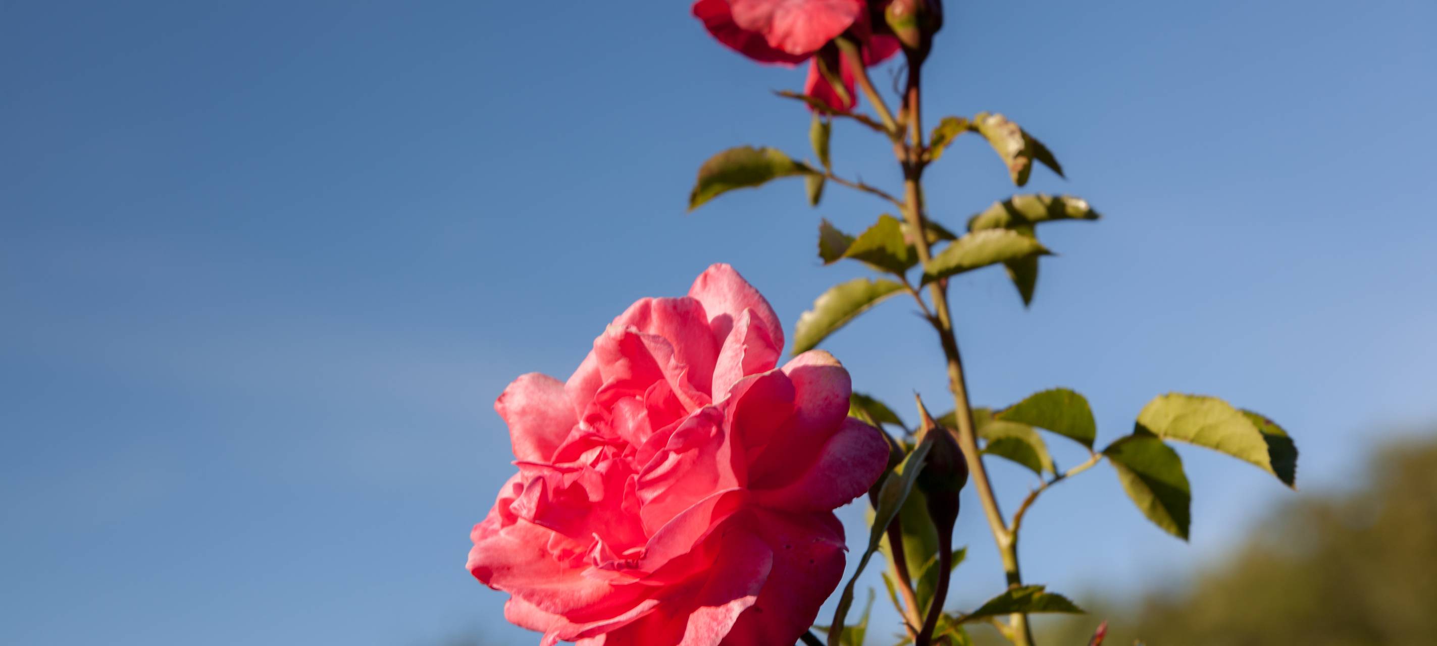 Rathauspark in Meerbusch-Osterath soll schöner werden
