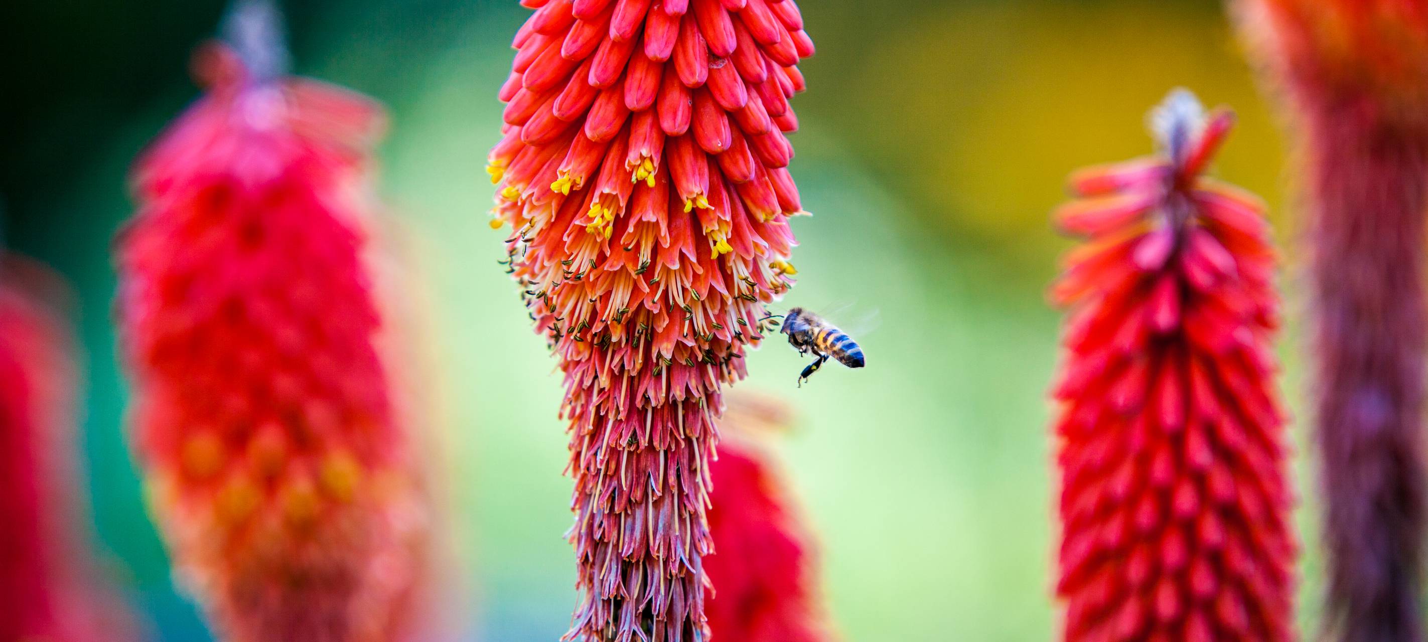 Neusser sollen Ideen für Landesgartenschau einbringen