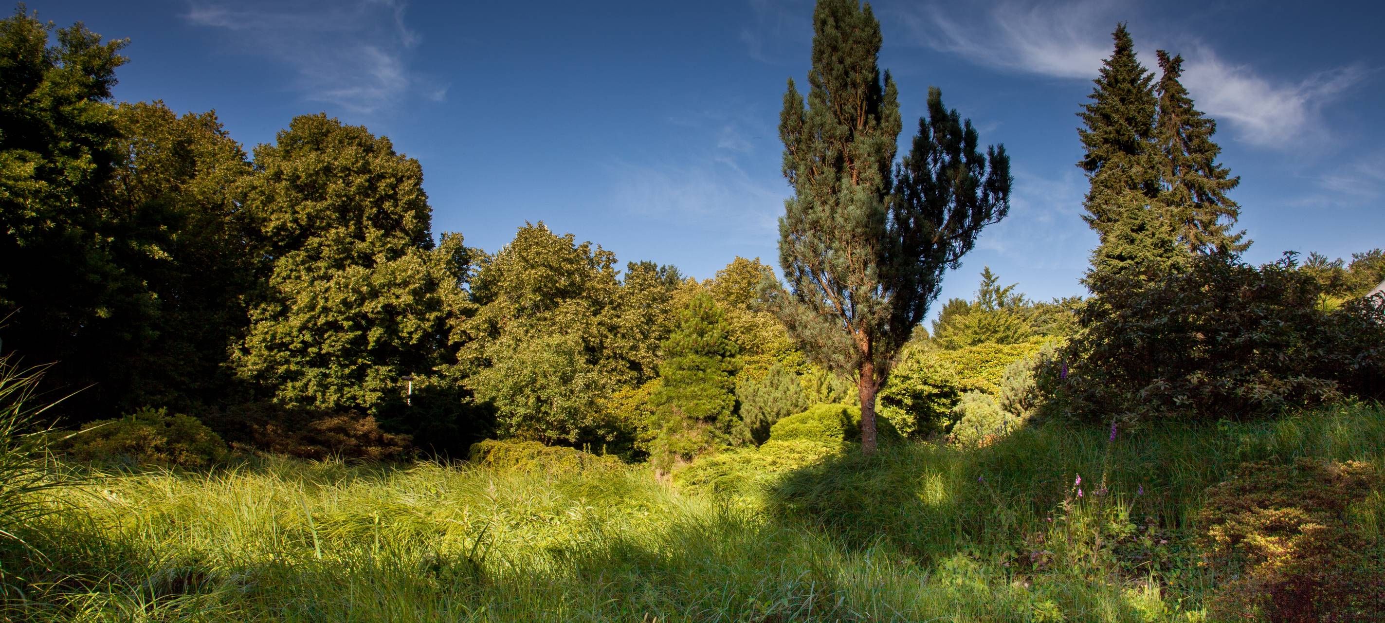 Landrat Petrauschke pflanzt Bäume