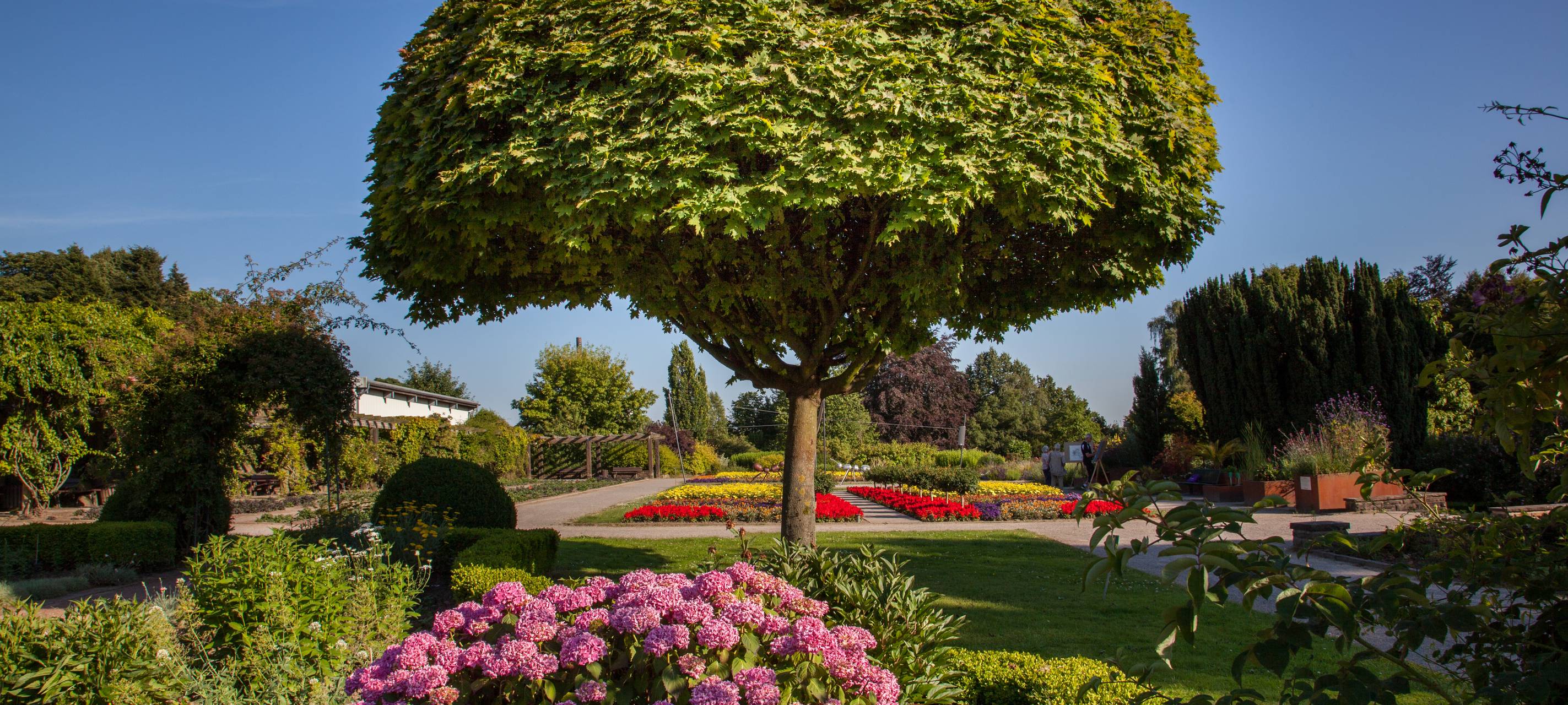 Rhein-Kreis Neuss verschenkt 1.000 Bäume für den Klimaschutz