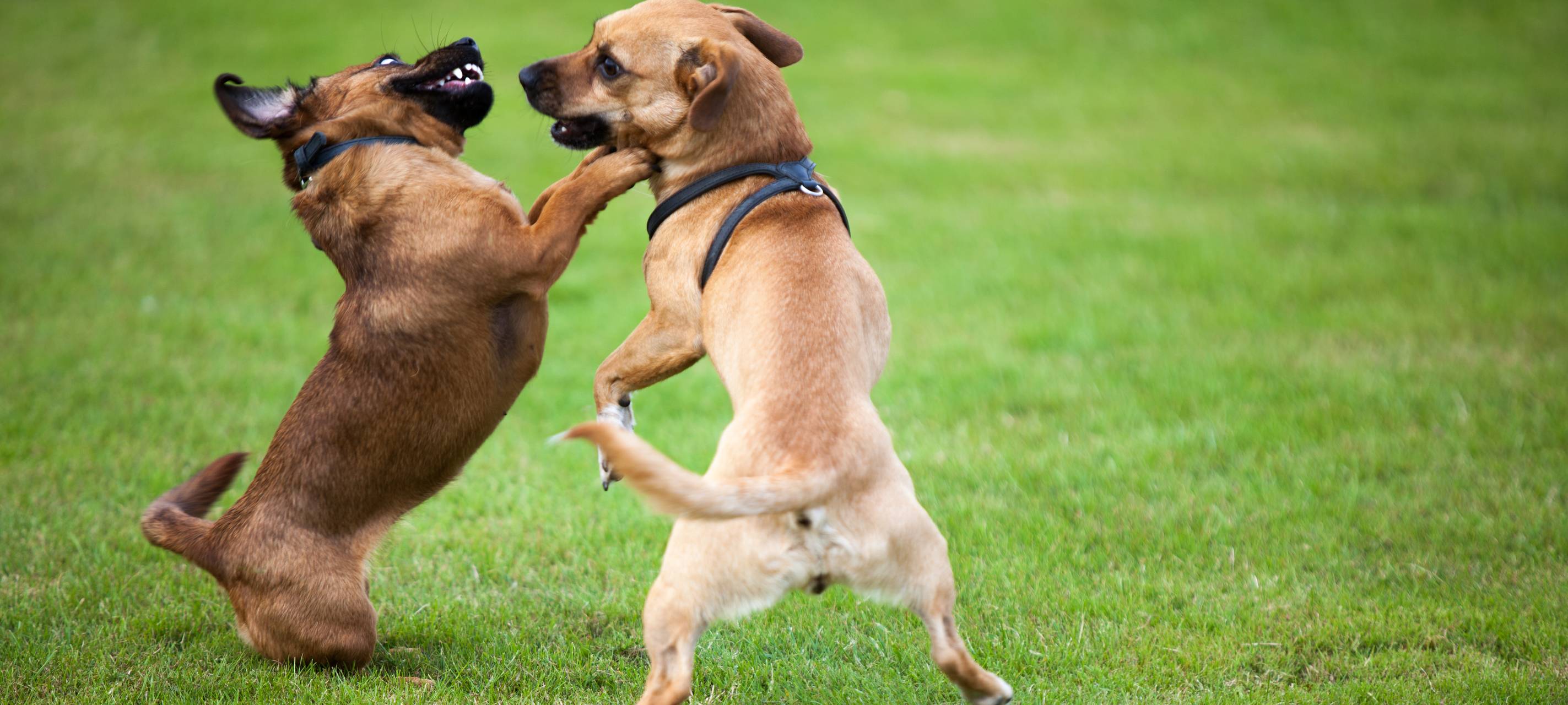 Kaarst: Suche nach Hundesteuer-Sündern