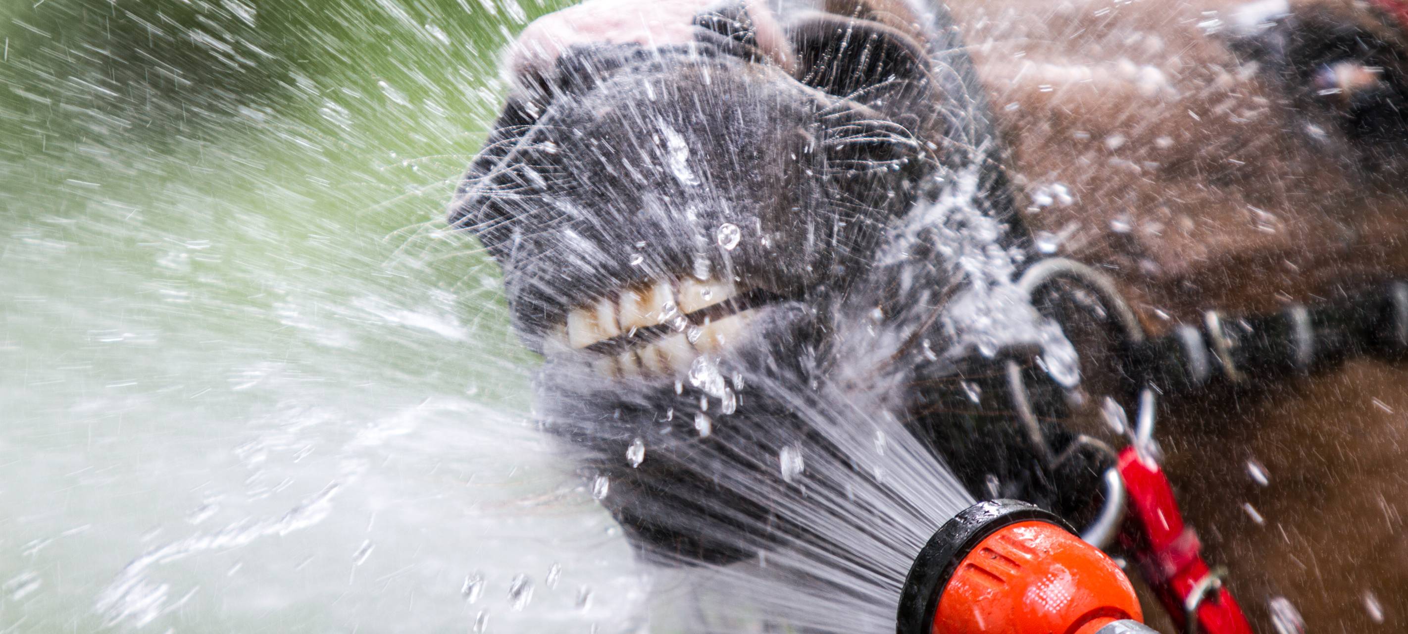 Equitana Open Air dieses Jahr nur online