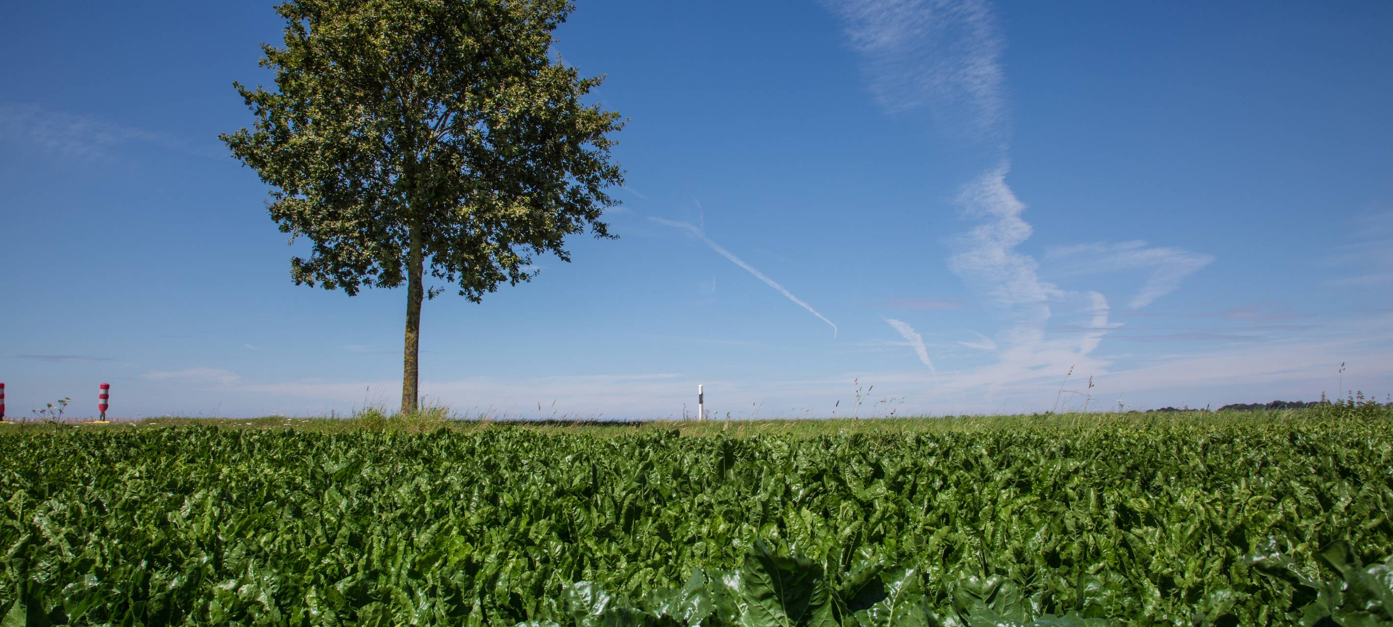 Wildpflücken in Rommerskirchen: Obst und Nüsse für alle