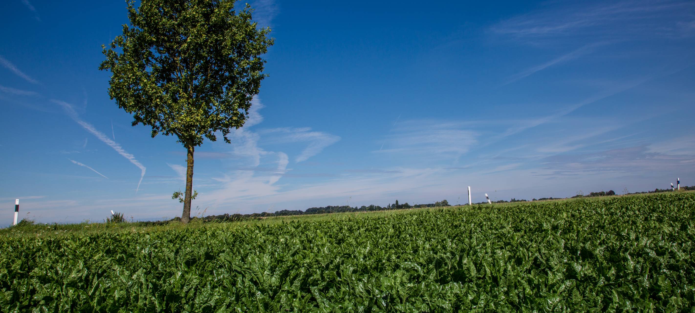 Bäume brauchen Wasser
