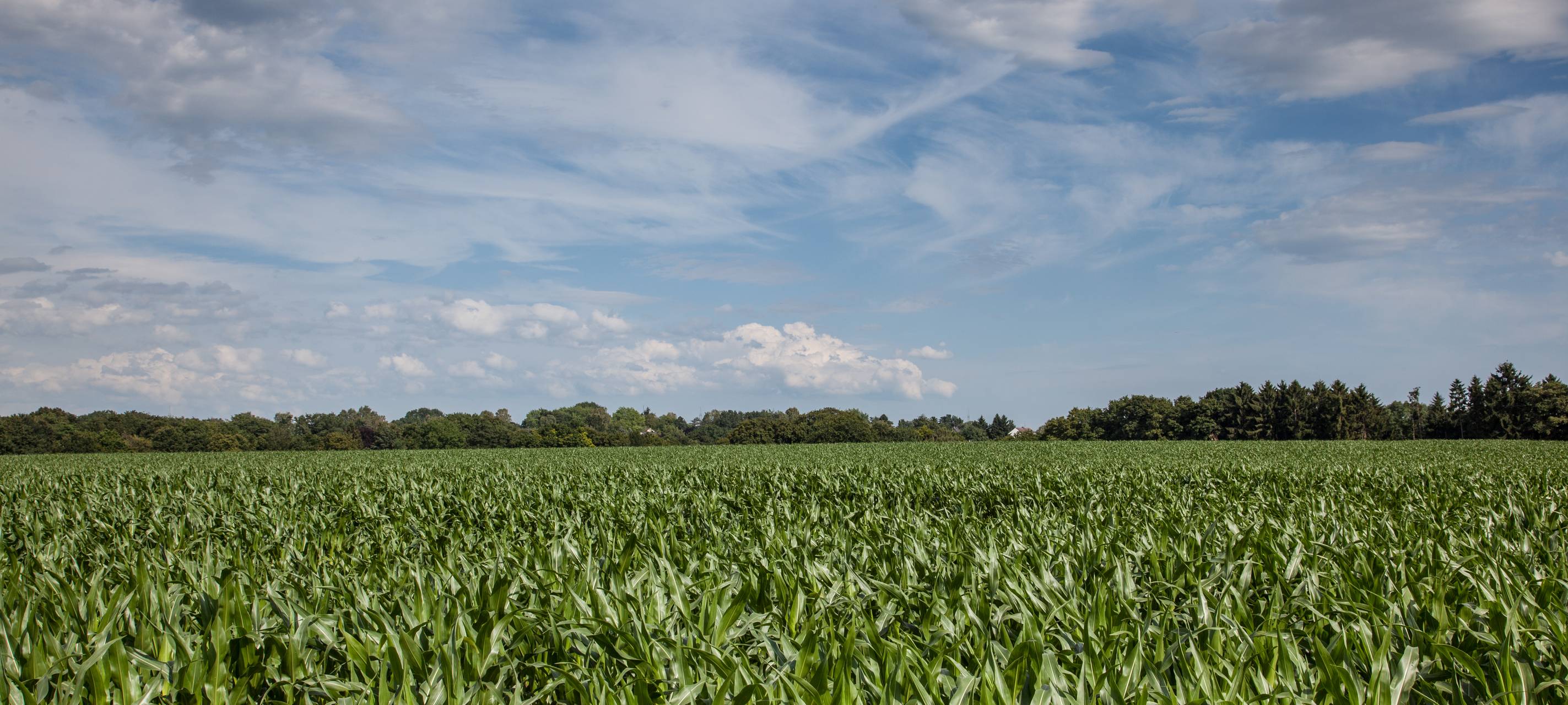 Getreideernte hat begonnen