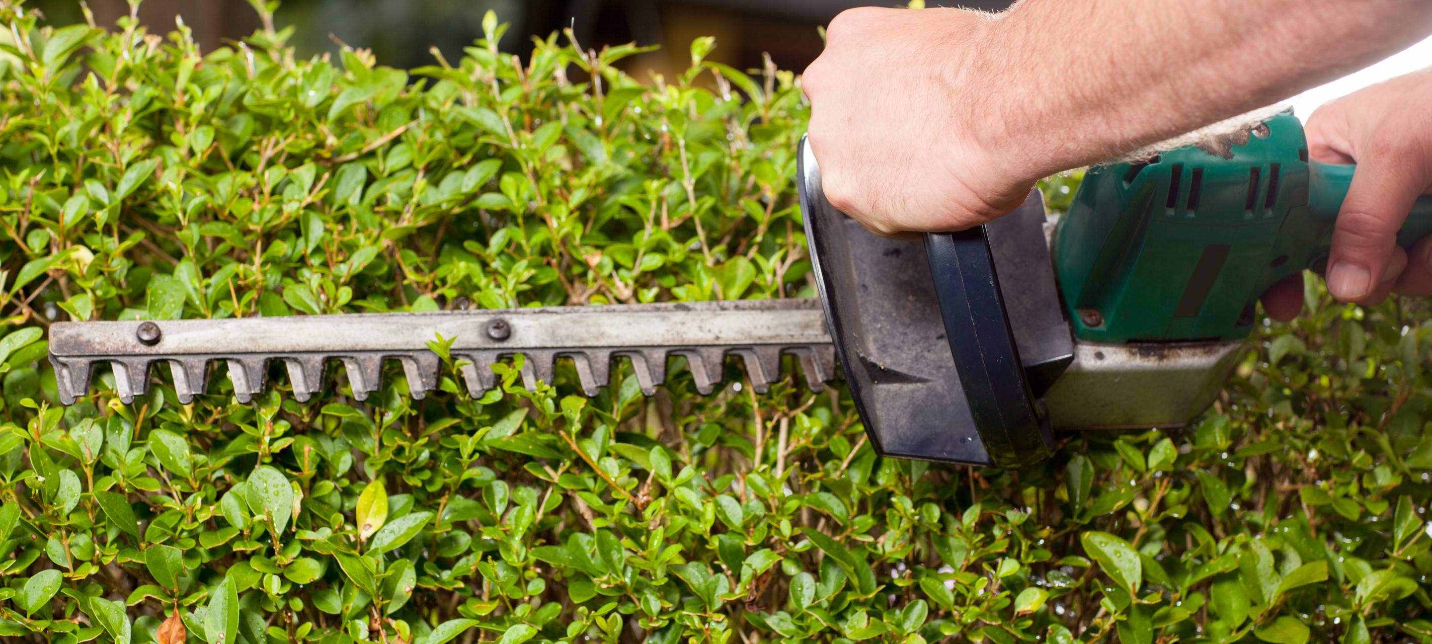 Stadt Meerbusch fordert Rückschnitt von Wildwuchs