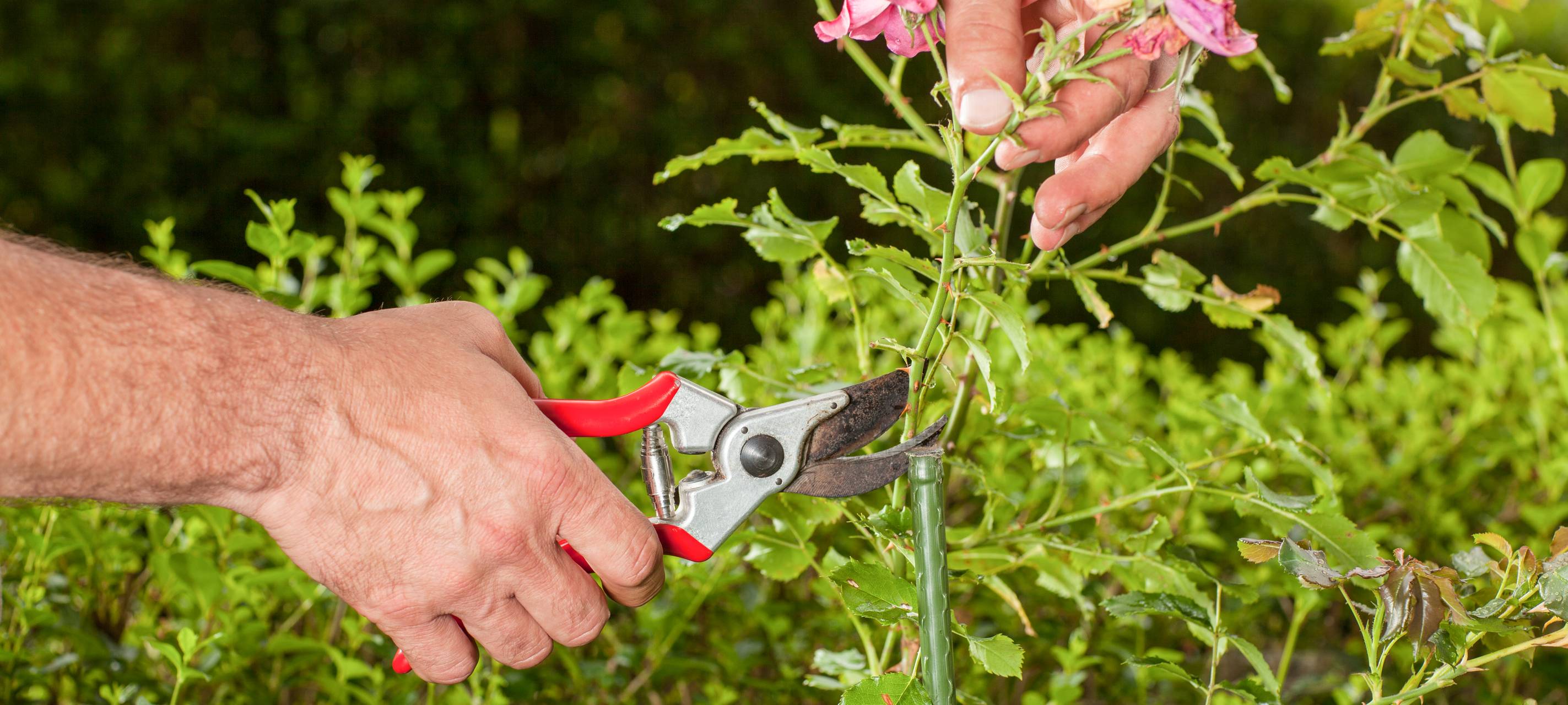 Korschenbroich will grüne Vorgärten fördern