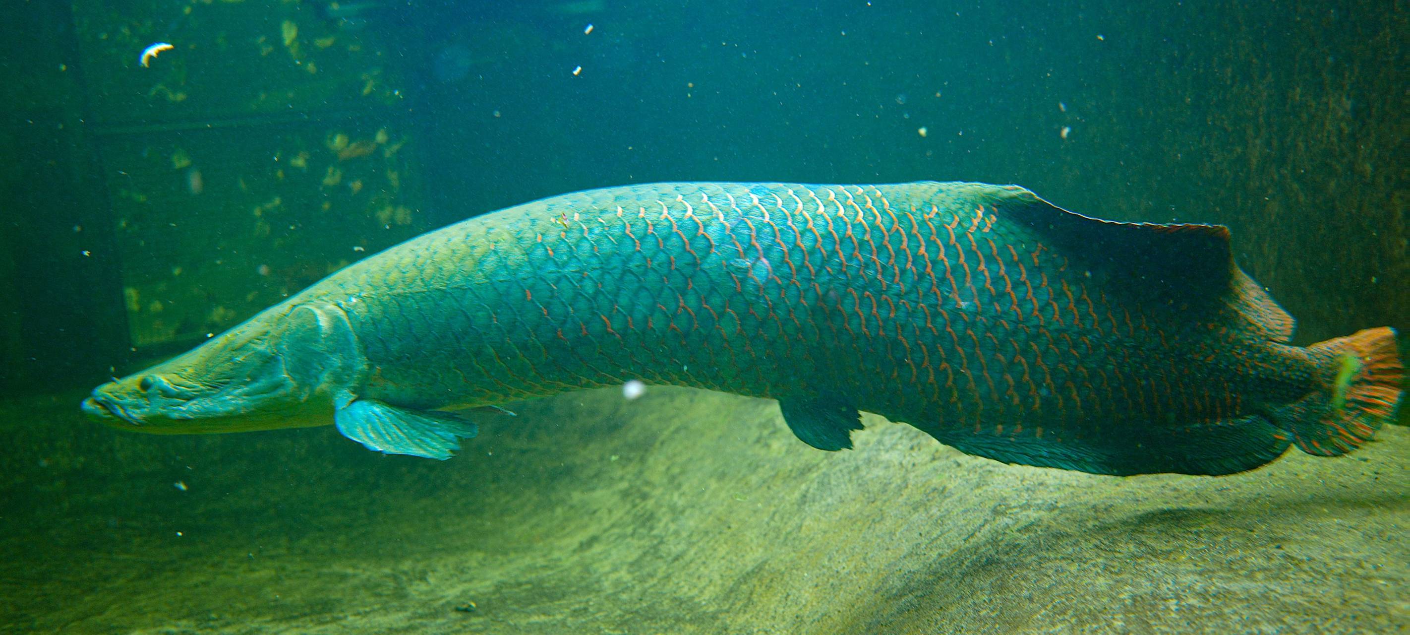 Zoo Duisburg hat jetzt seltene Raubfische