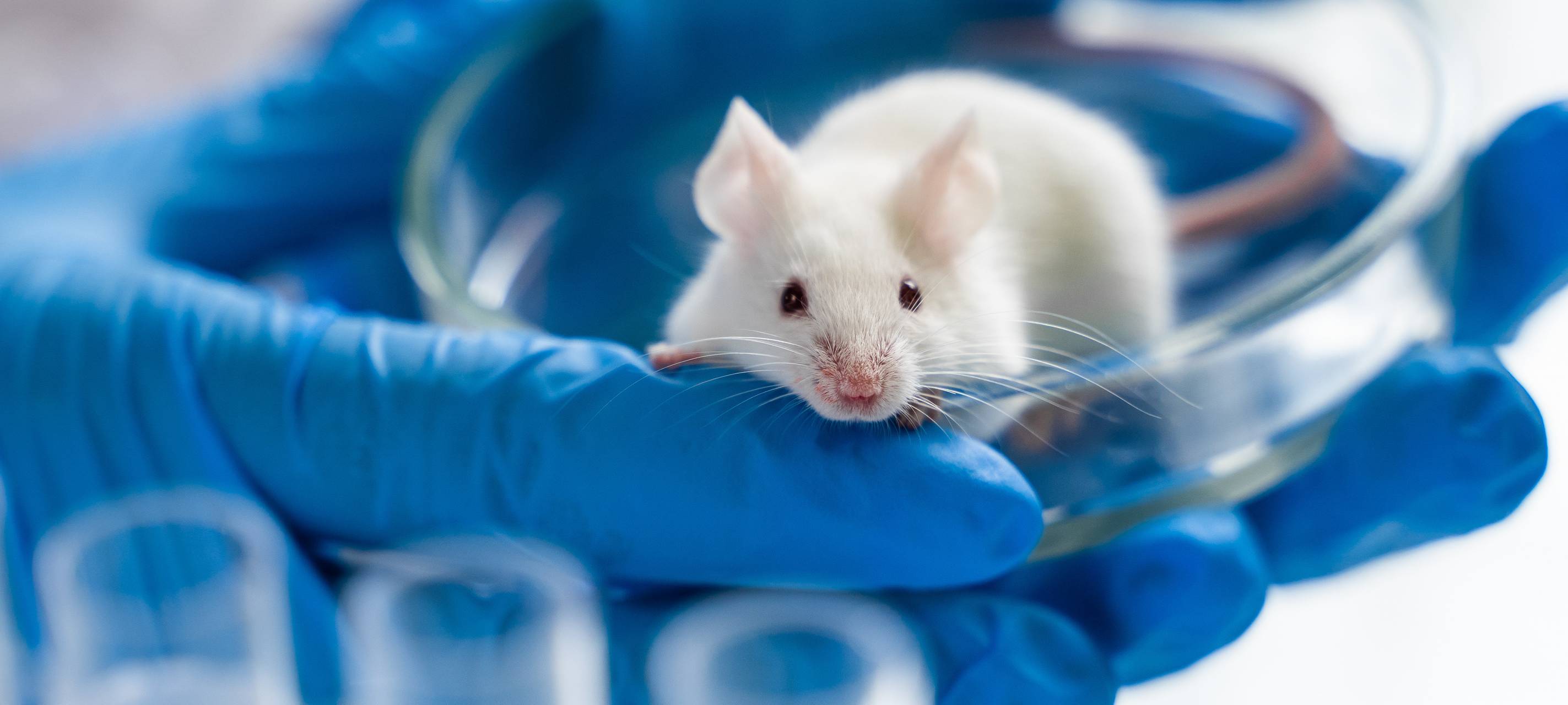 Proteste gegen Tierversuche an Düsseldorfer Uni