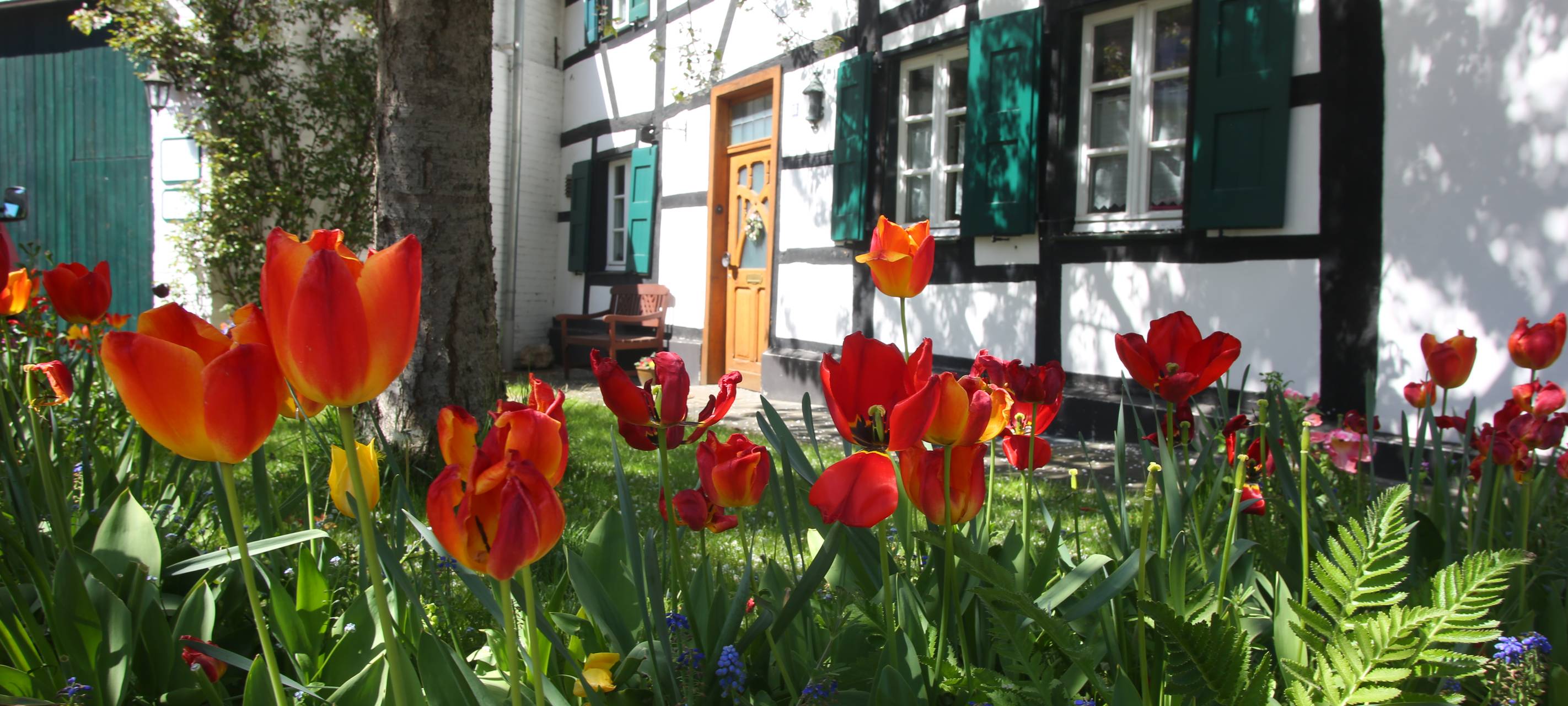 Vorgarten in Korschenbroich-Liedberg