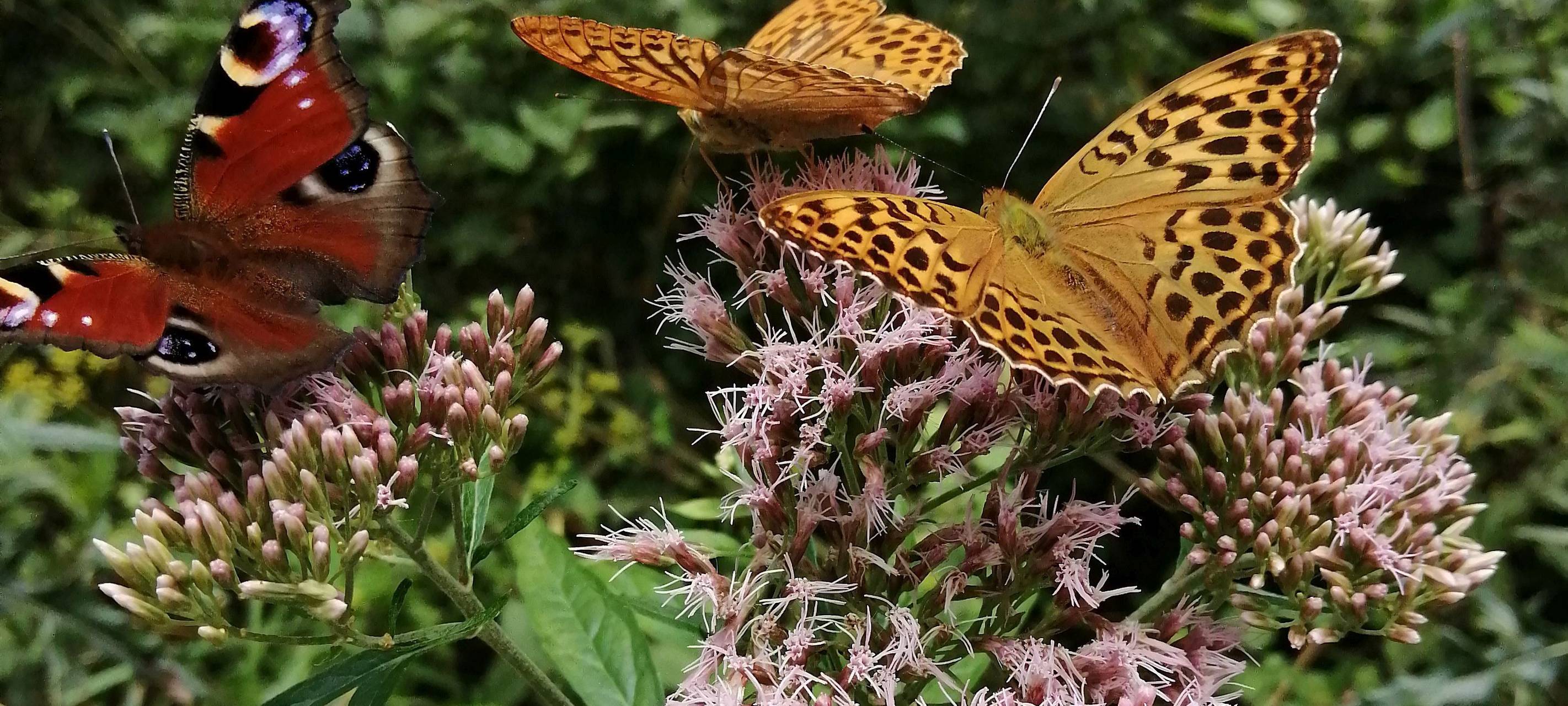 Wettbewerb "Vorgärten des Jahres" in Meerbusch
