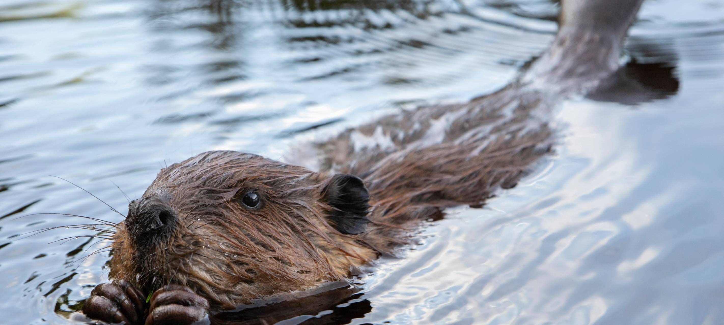Biber im Rhein-Kreis Neuss