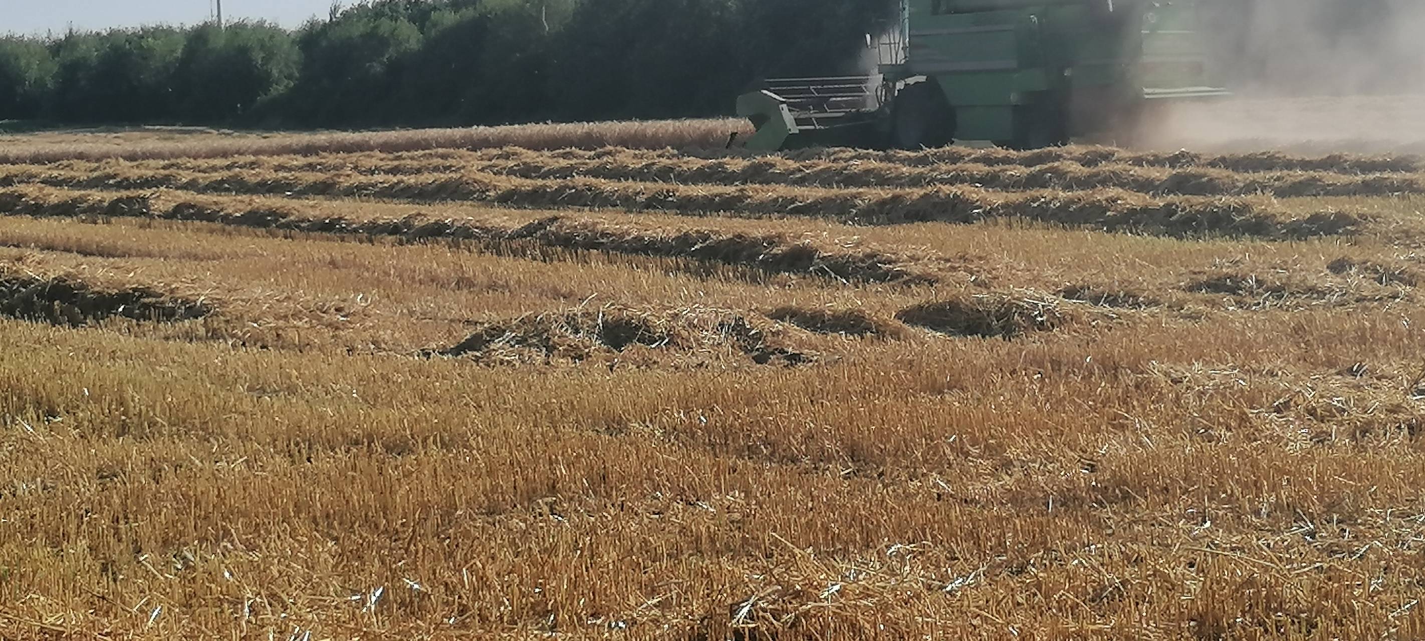 Weizenernte: Landwirte im Kreis ziehen schlechte Bilanz