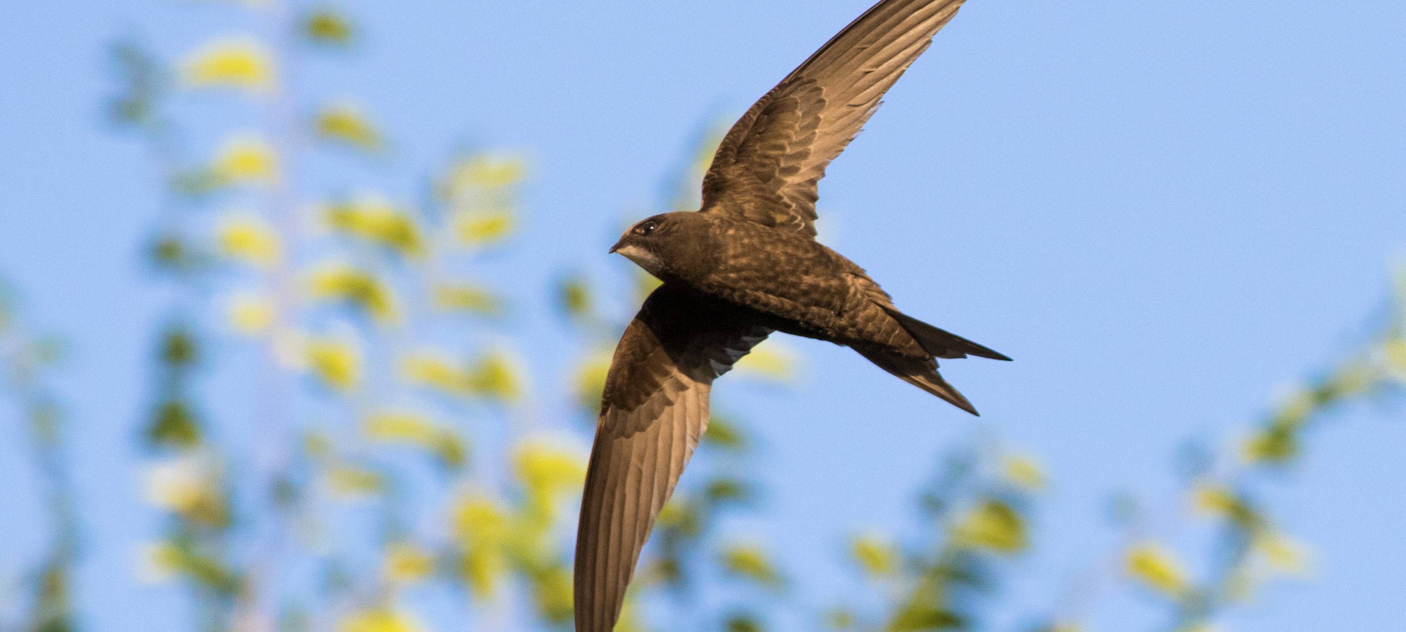 Naturfans im Rhein-Kreis Neuss sind wieder gefragt
