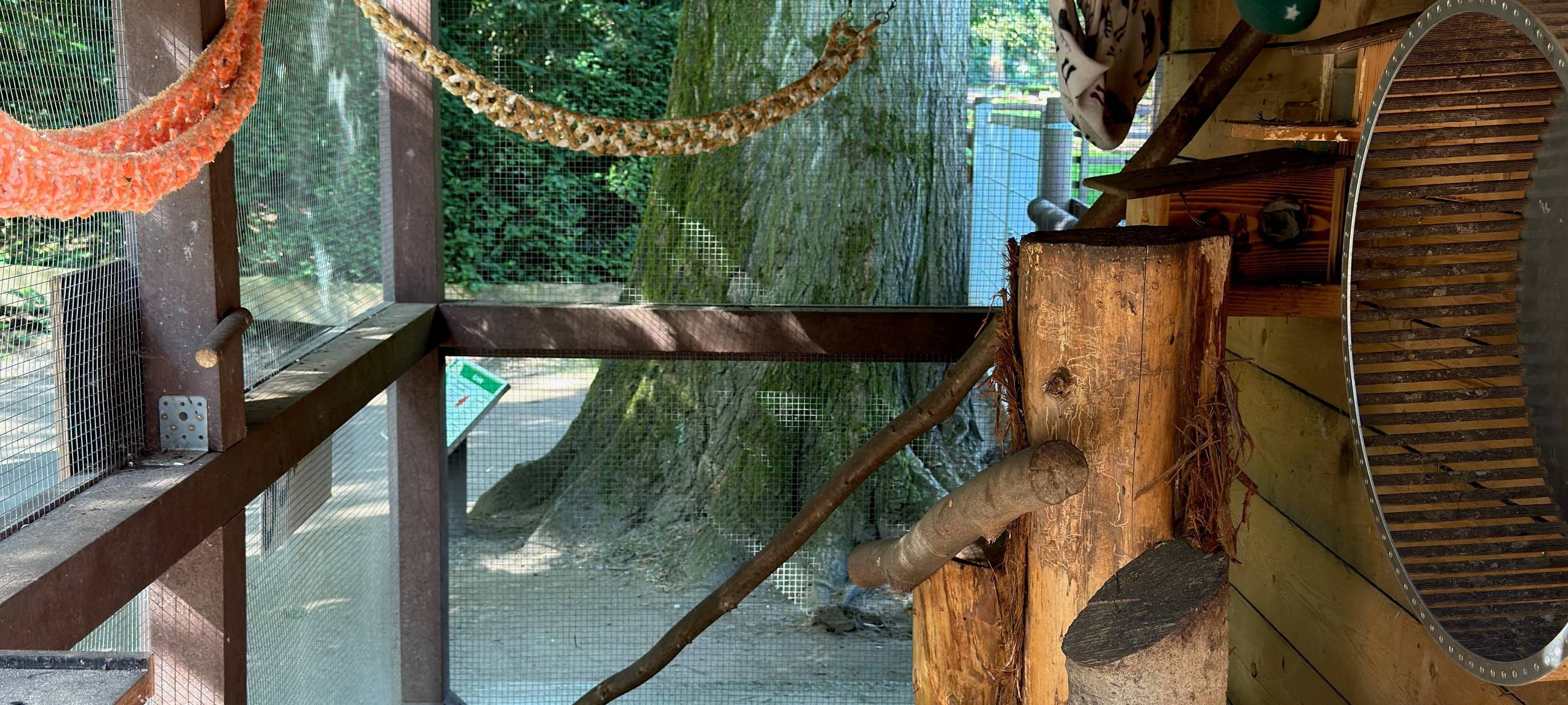 Im Tannenbusch Dormagen werden Eichhörnchen ausgewildert