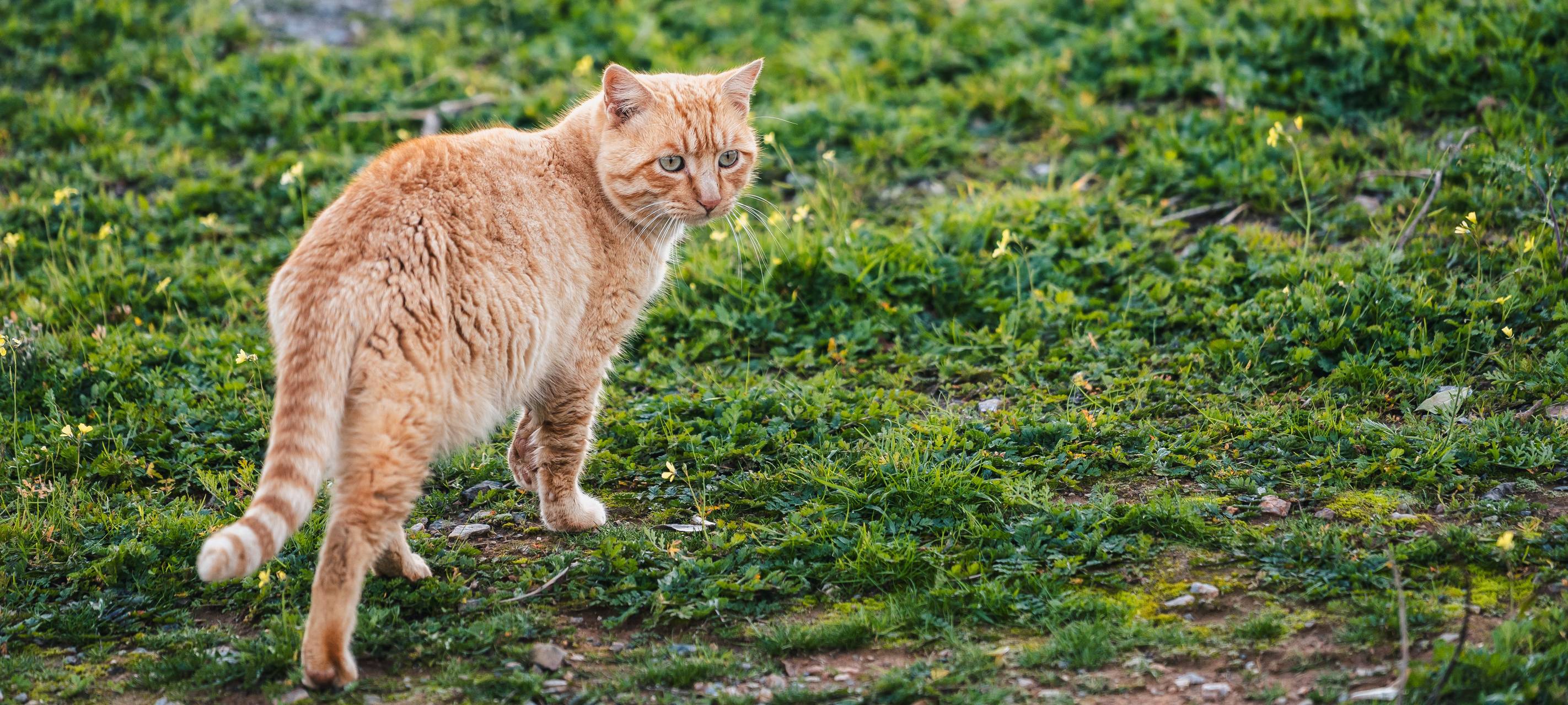 Neue Katzenverordnung im Kreis tritt in Kraft