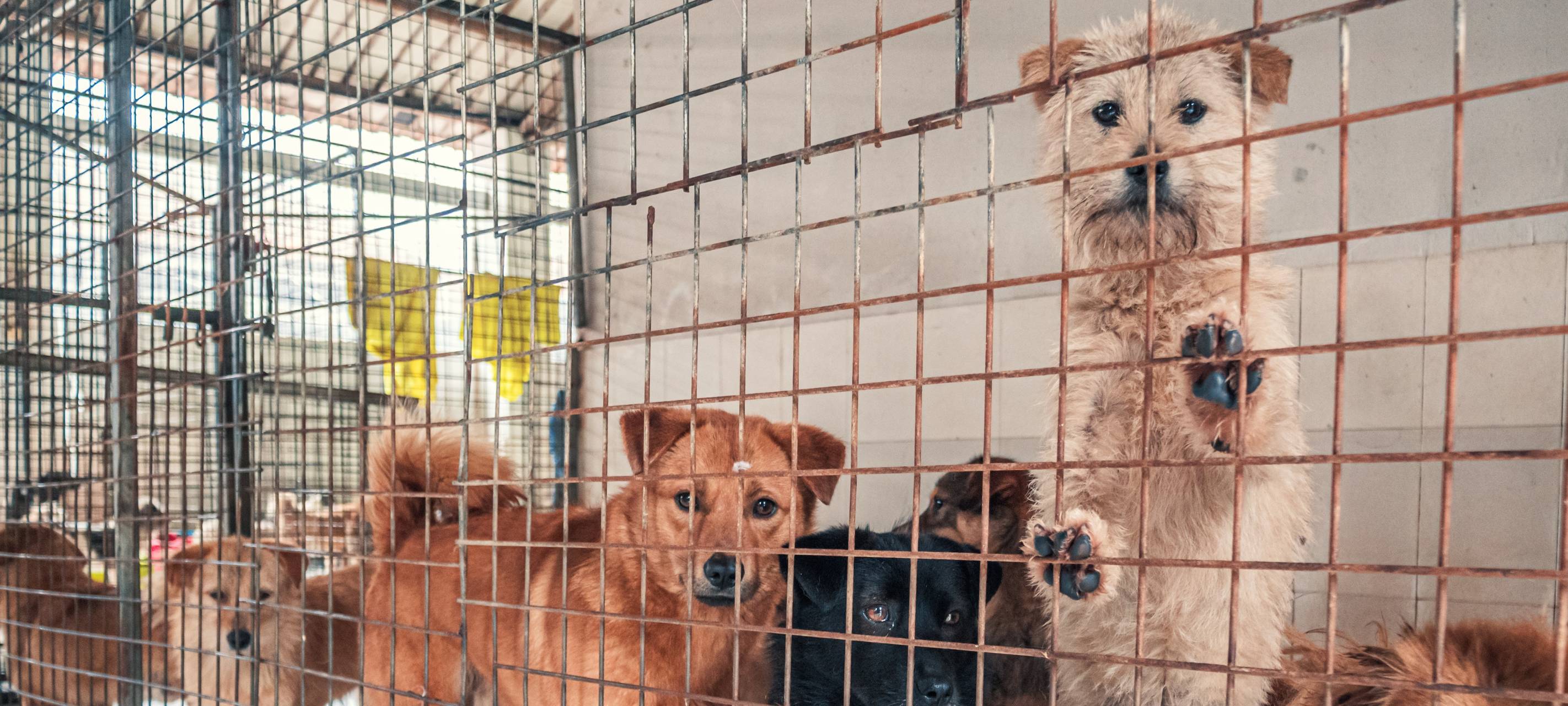 Tierschutzverein im Rhein-Kreis Neuss erhält Auszeichnung