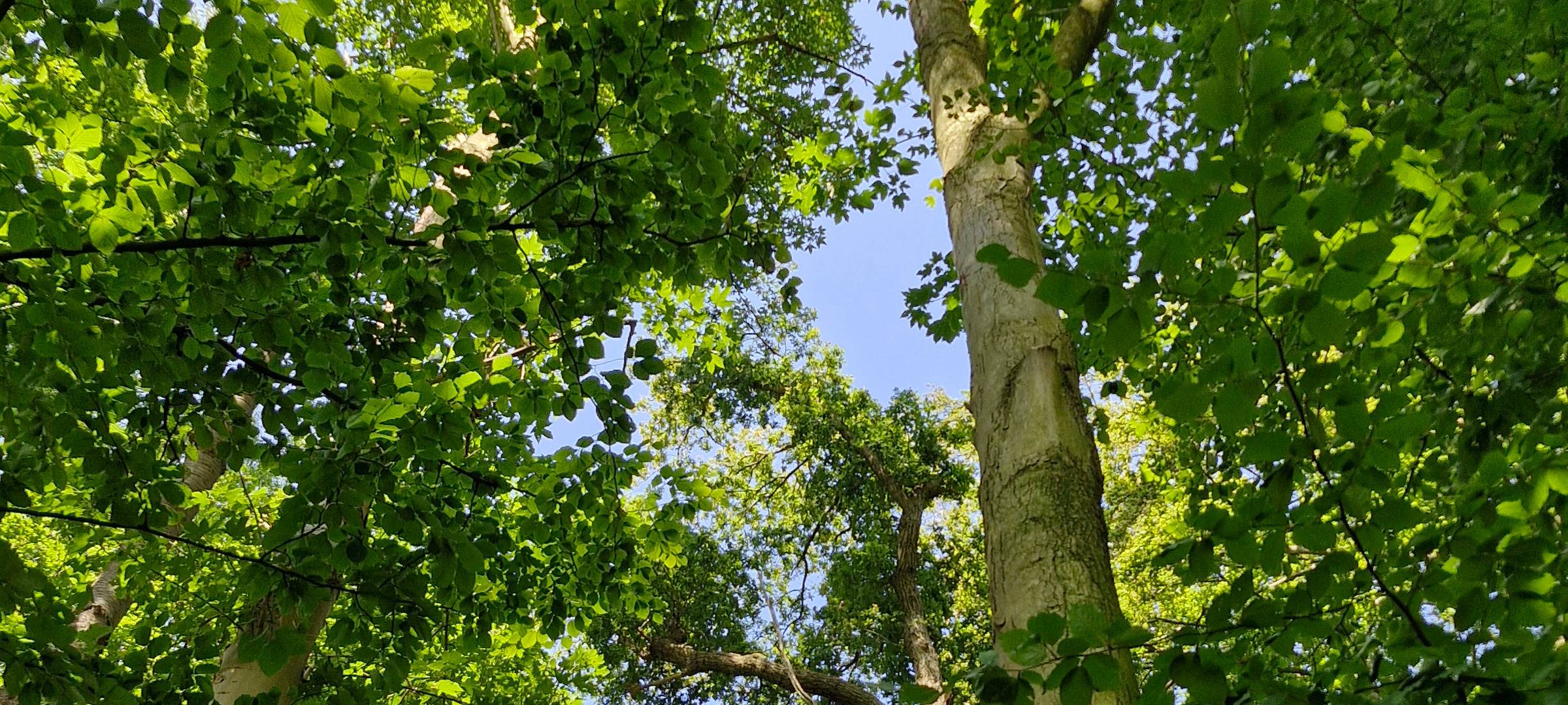 Wie geht es dem Wald im Rhein-Kreis Neuss?