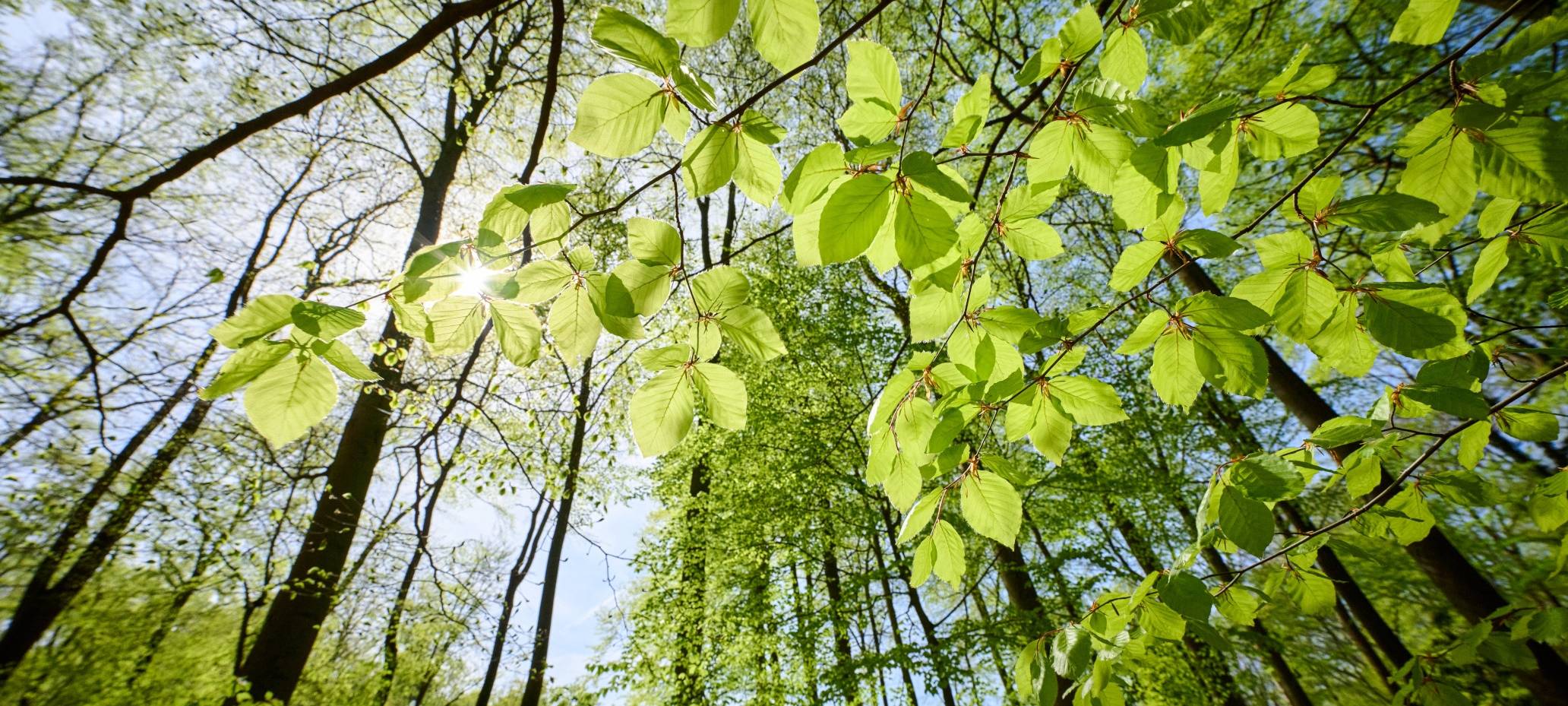 Dormagener Politik diskutiert über Nutzung der Zonser Heide