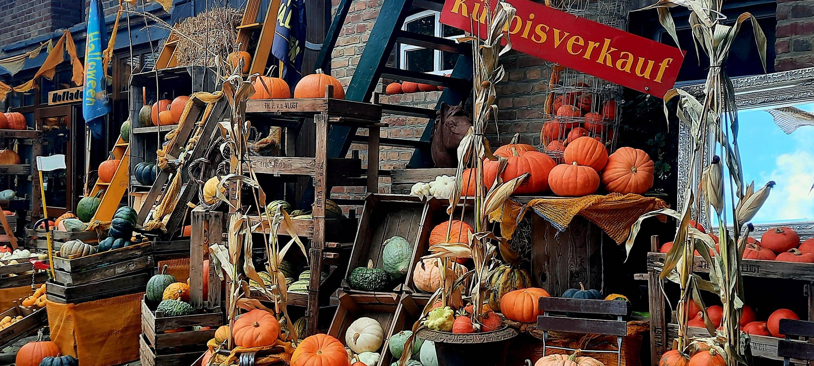 Die Kürbis-Saison läuft - die Infos rund um das Trend-Gemüse