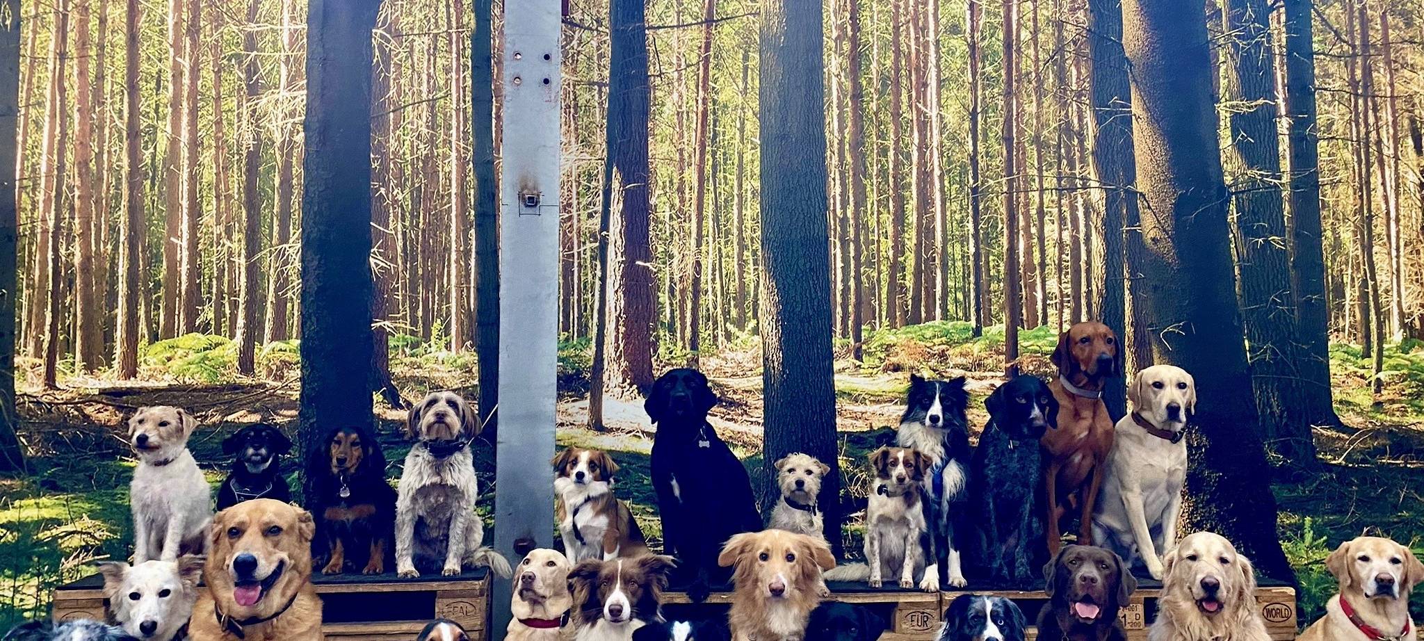 Luxus für Hunde im Bellomania in Meerbusch-Lank