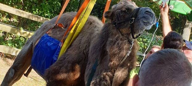 Feuerwehr muss Kameldame in Dormagen auf die Beine helfen