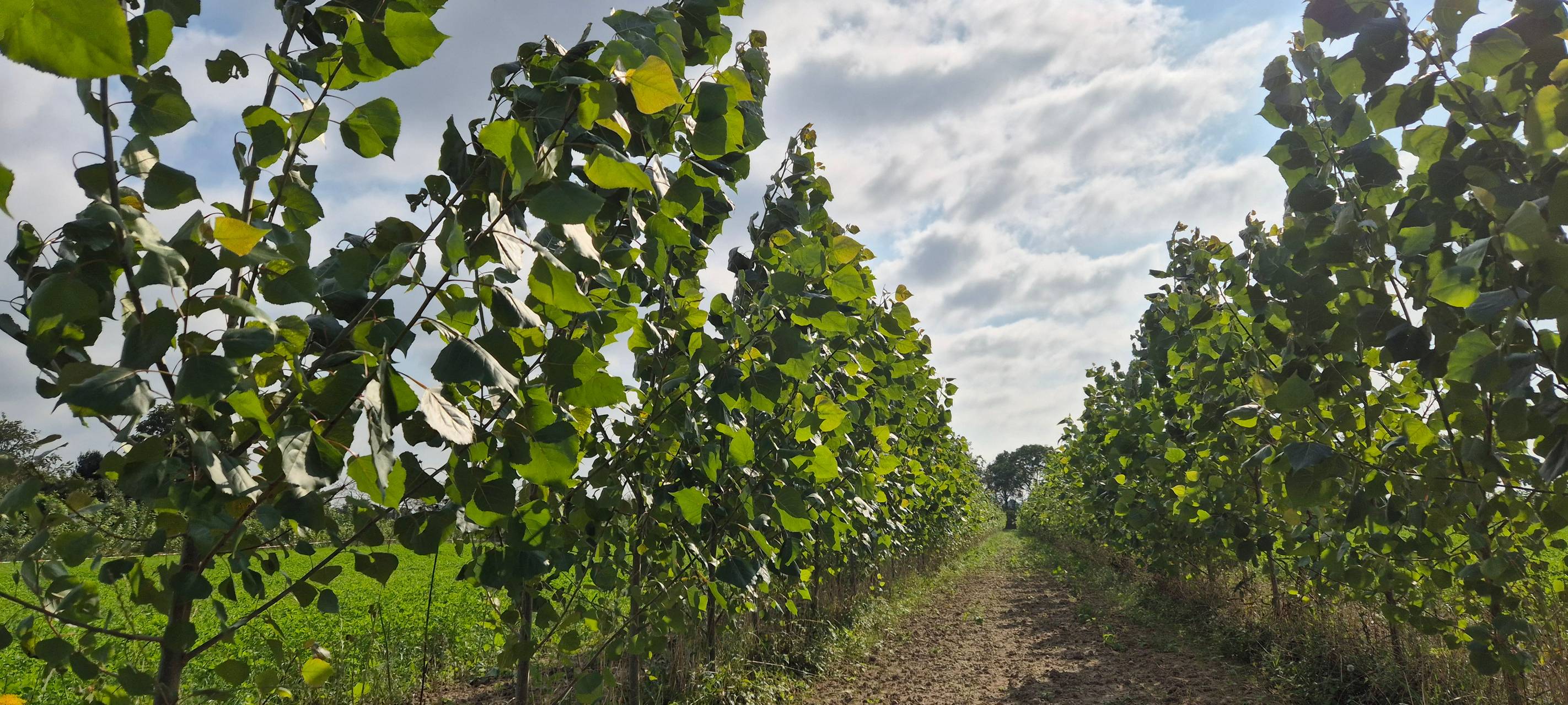 Emissionsfreie Konzerte bald auf Kaarster Bauernhof?