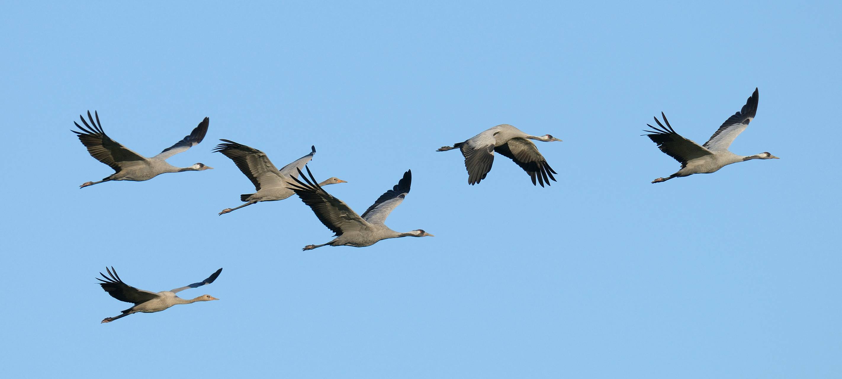 Kraniche fliegen am Himmel