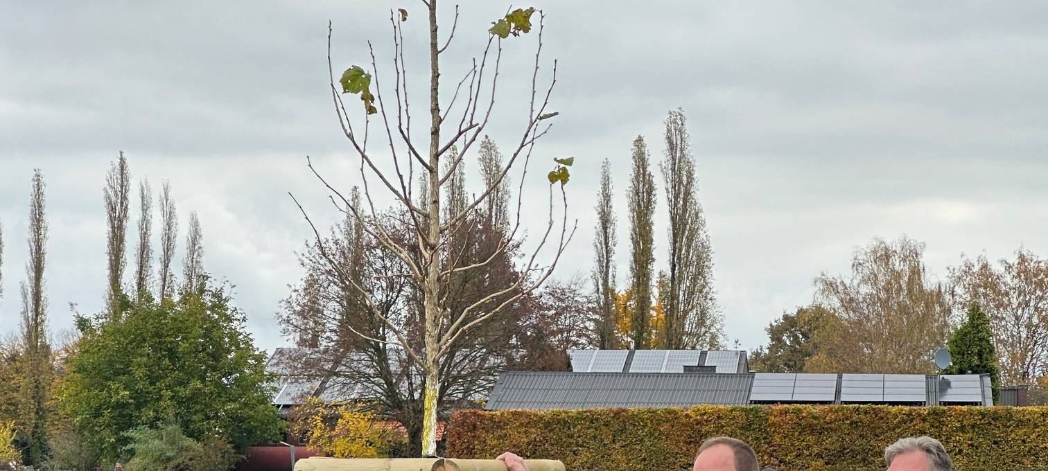 Rommerskirchen bekommt Türkische Haselnussbäume