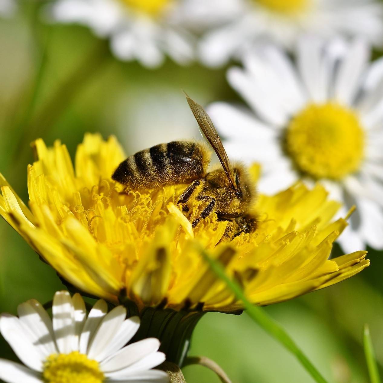 Blumenwiese mit Biene