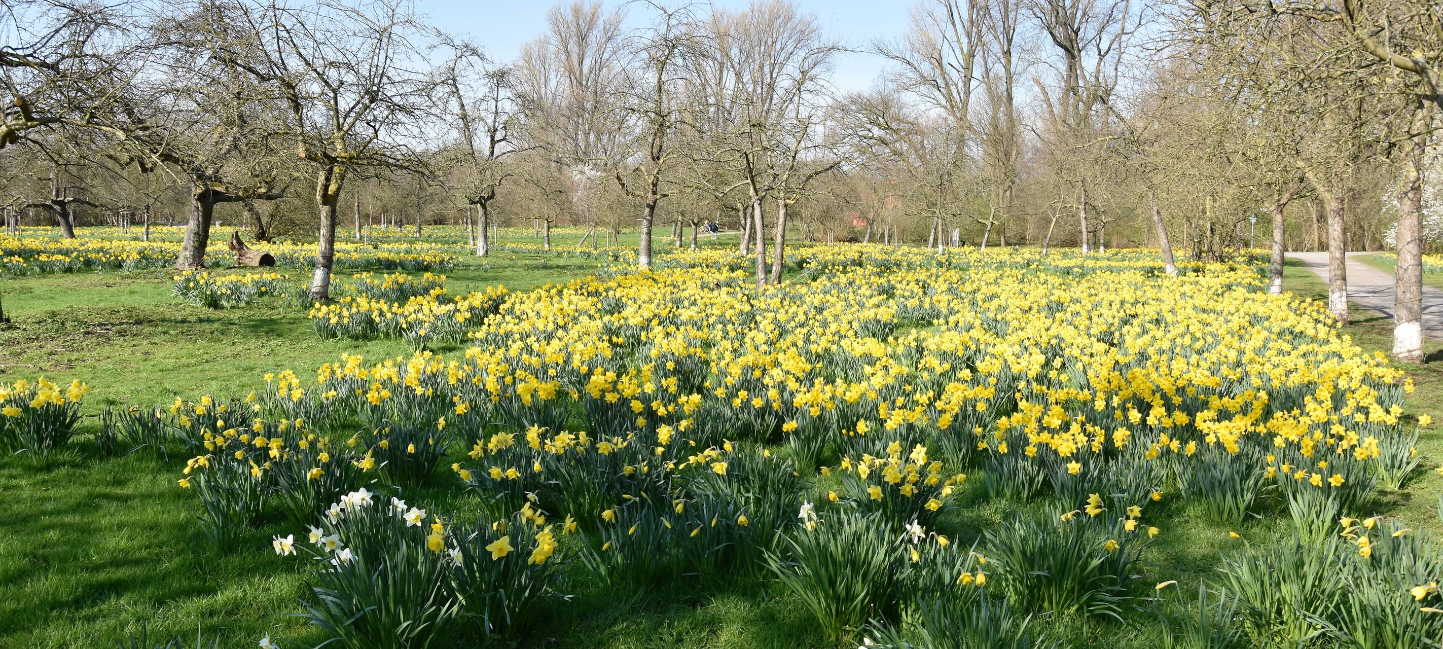 Blumen und Apfekwiese in Grevenbroich