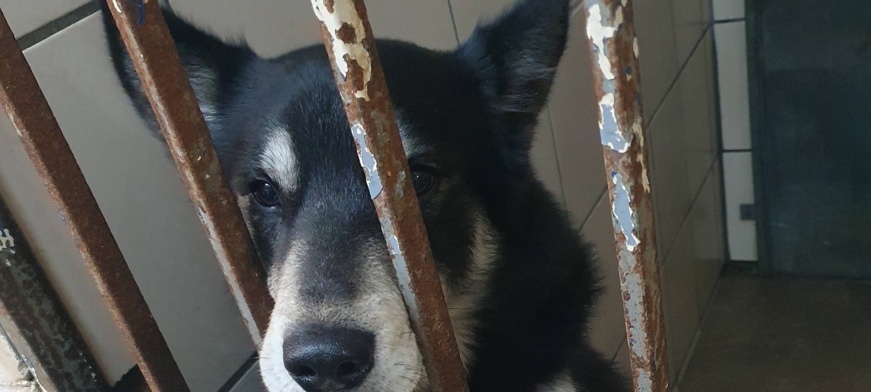 Neues Hunde-Haus für das Tierheim in Neuss-Bettikum