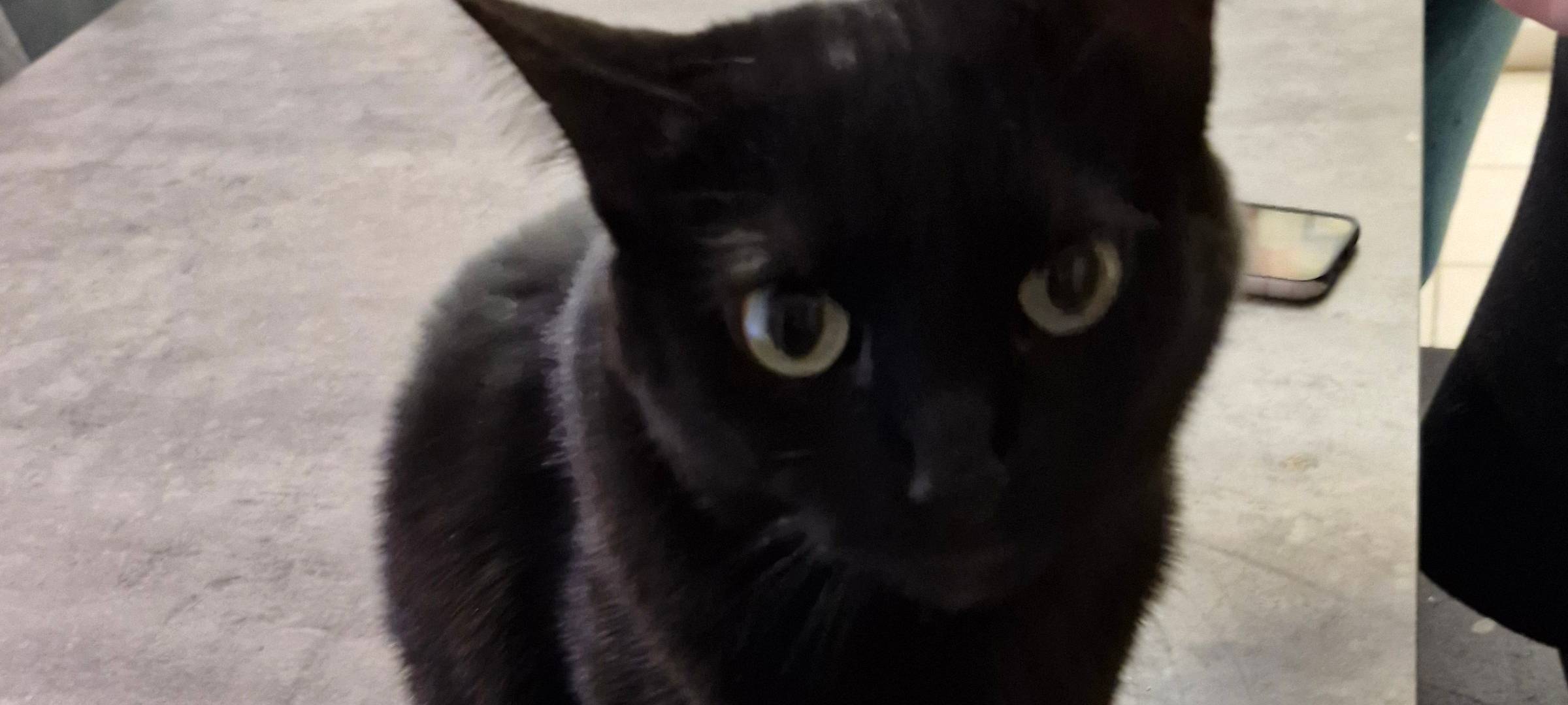 Super-Katze im Rhein-Kreis Neuss gekürt