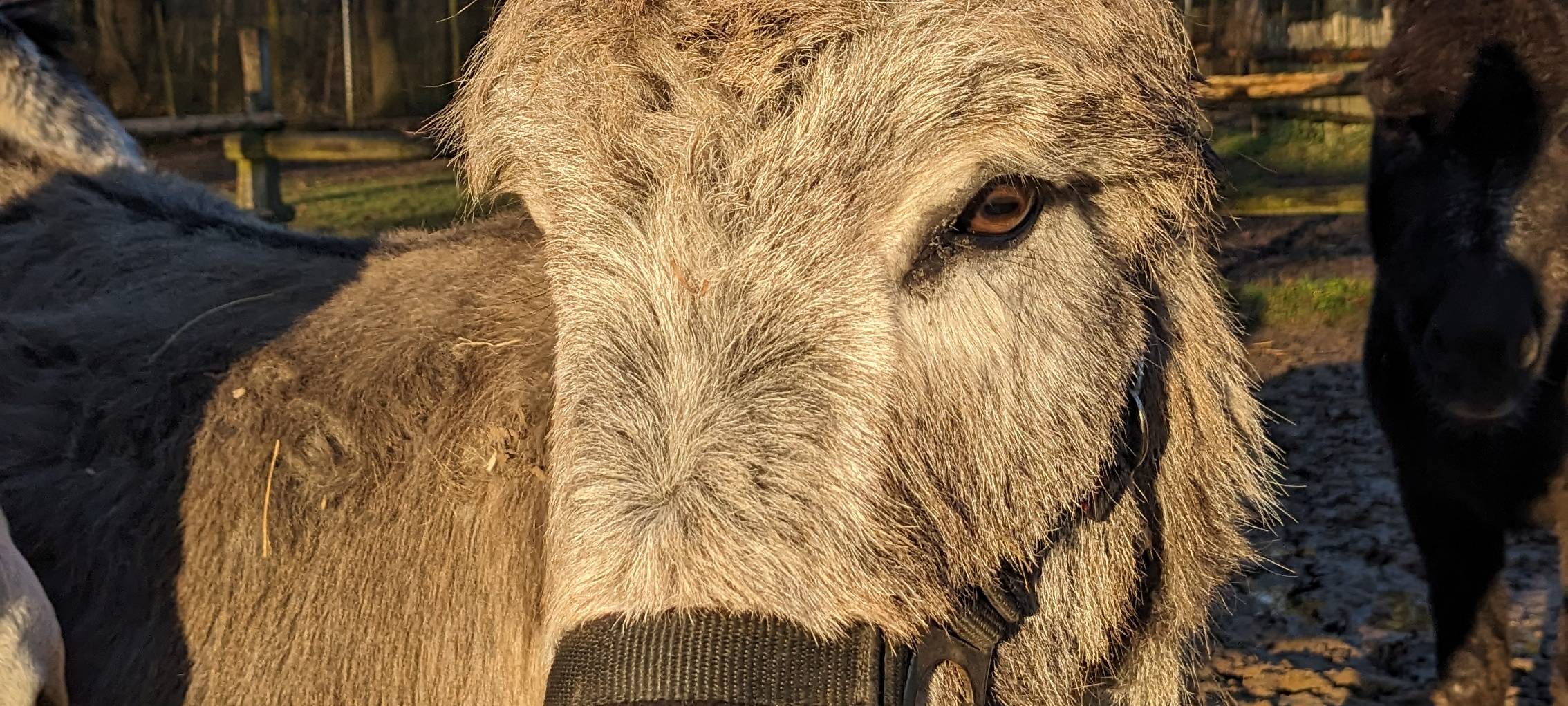 Nepomuk feiert seinen 6. Geburtstag