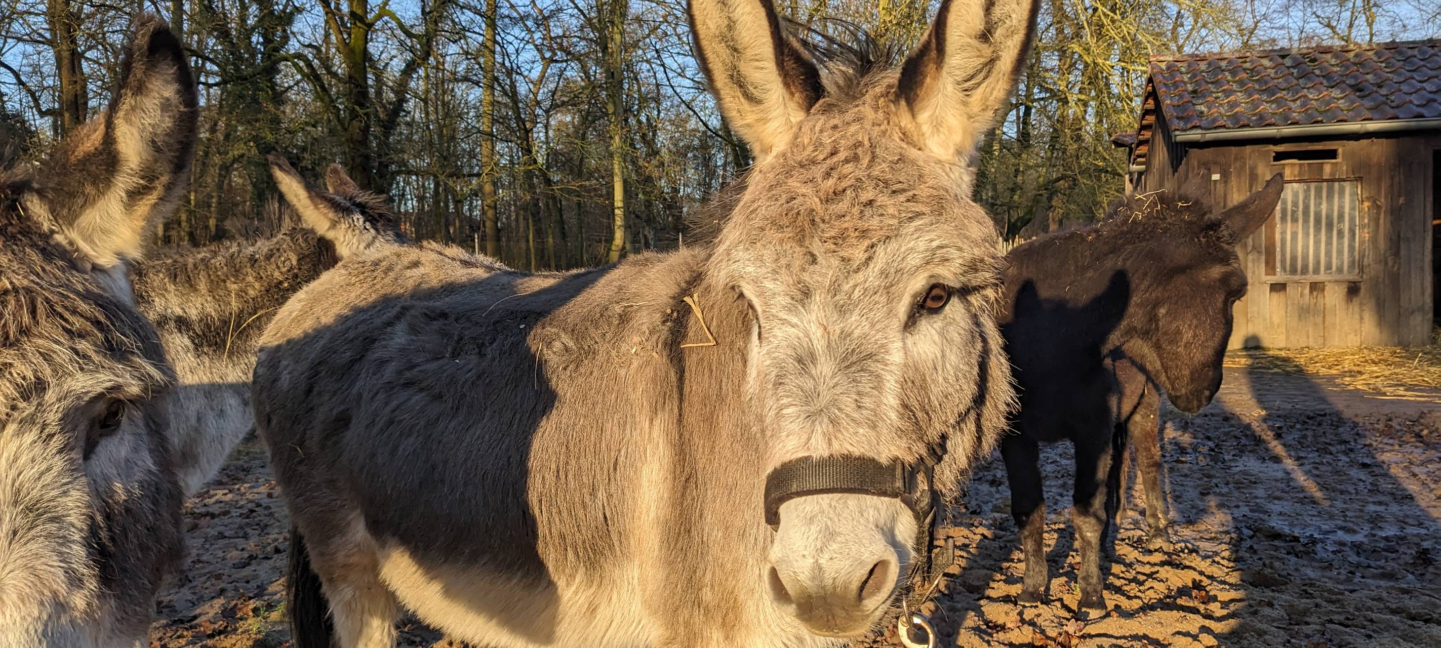 Nepomuk feiert seinen 6. Geburtstag