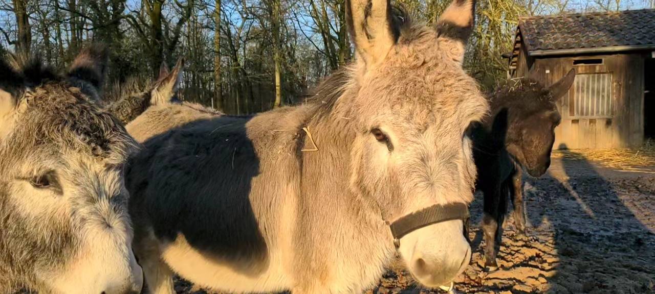 Nepomuk feiert seinen 6. Geburtstag