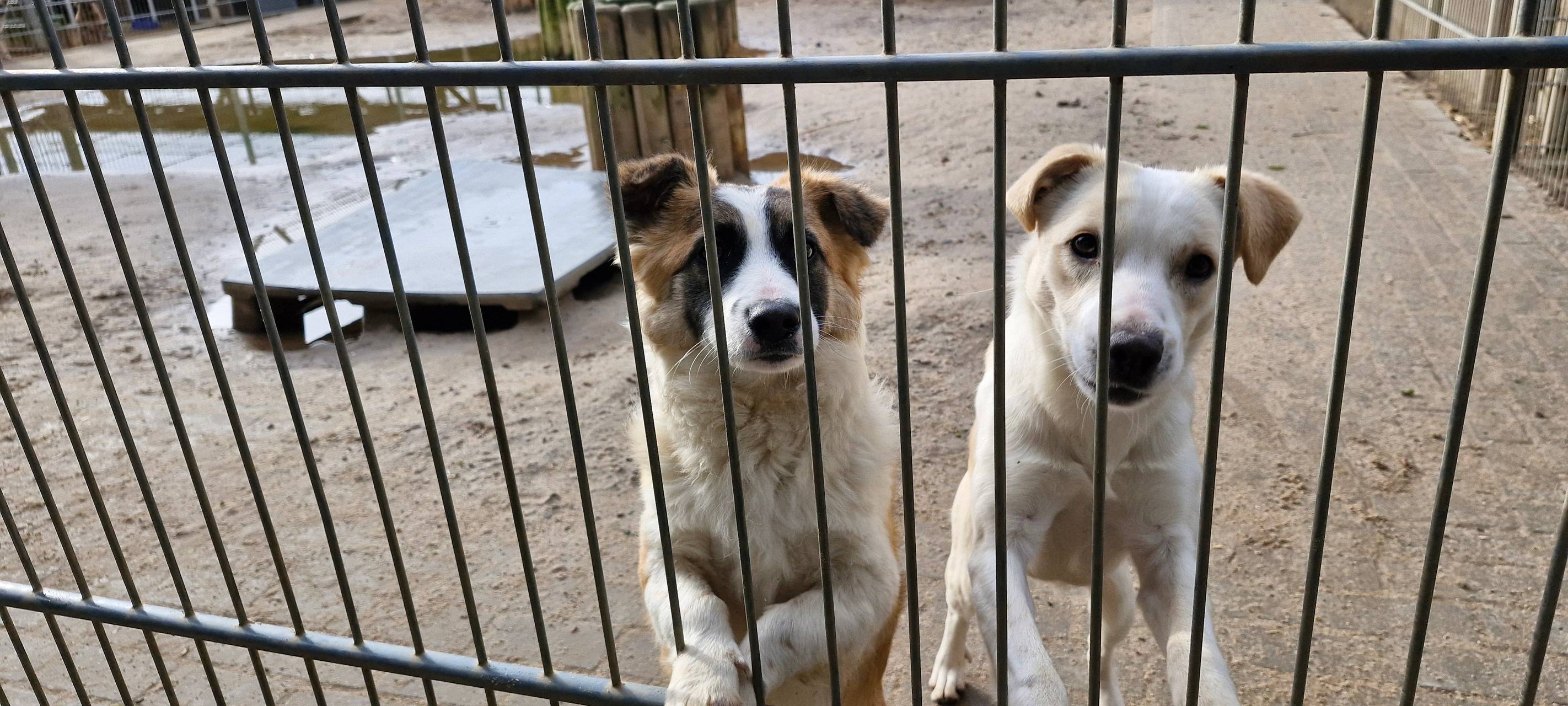 Tierheim Dormagen kurz vor dem Aus