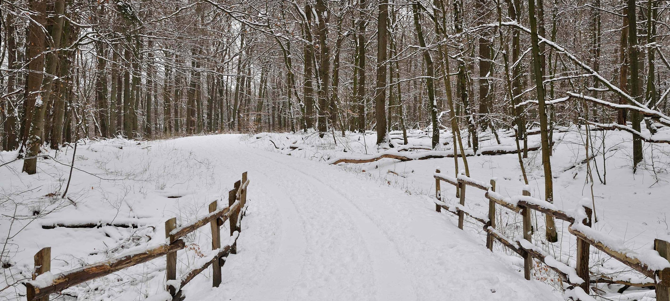 Landesbetrieb warnt vor Waldspaziergängen im Kreis
