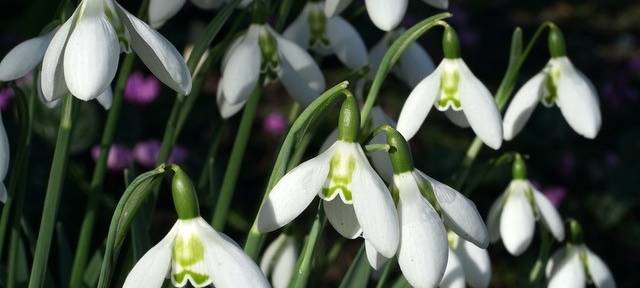 Der Schneeglöckchen-Sammler aus Meerbusch