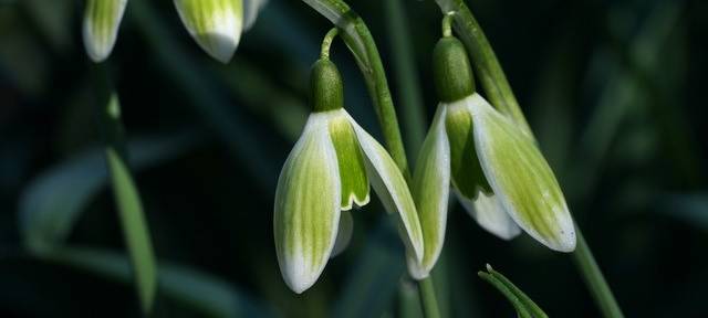 Der Schneeglöckchen-Sammler aus Meerbusch