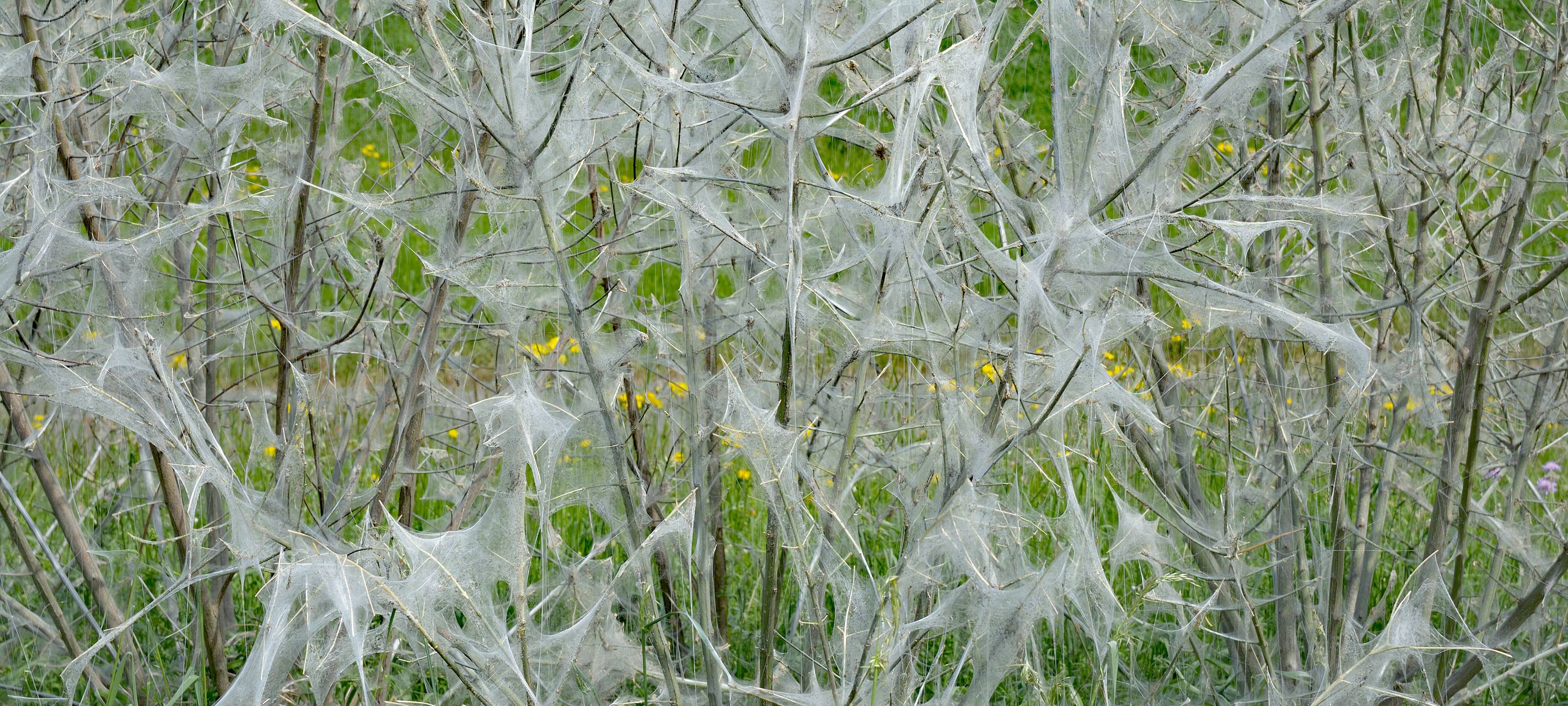 Gespinstmotten im Rhein-Kreis Neuss