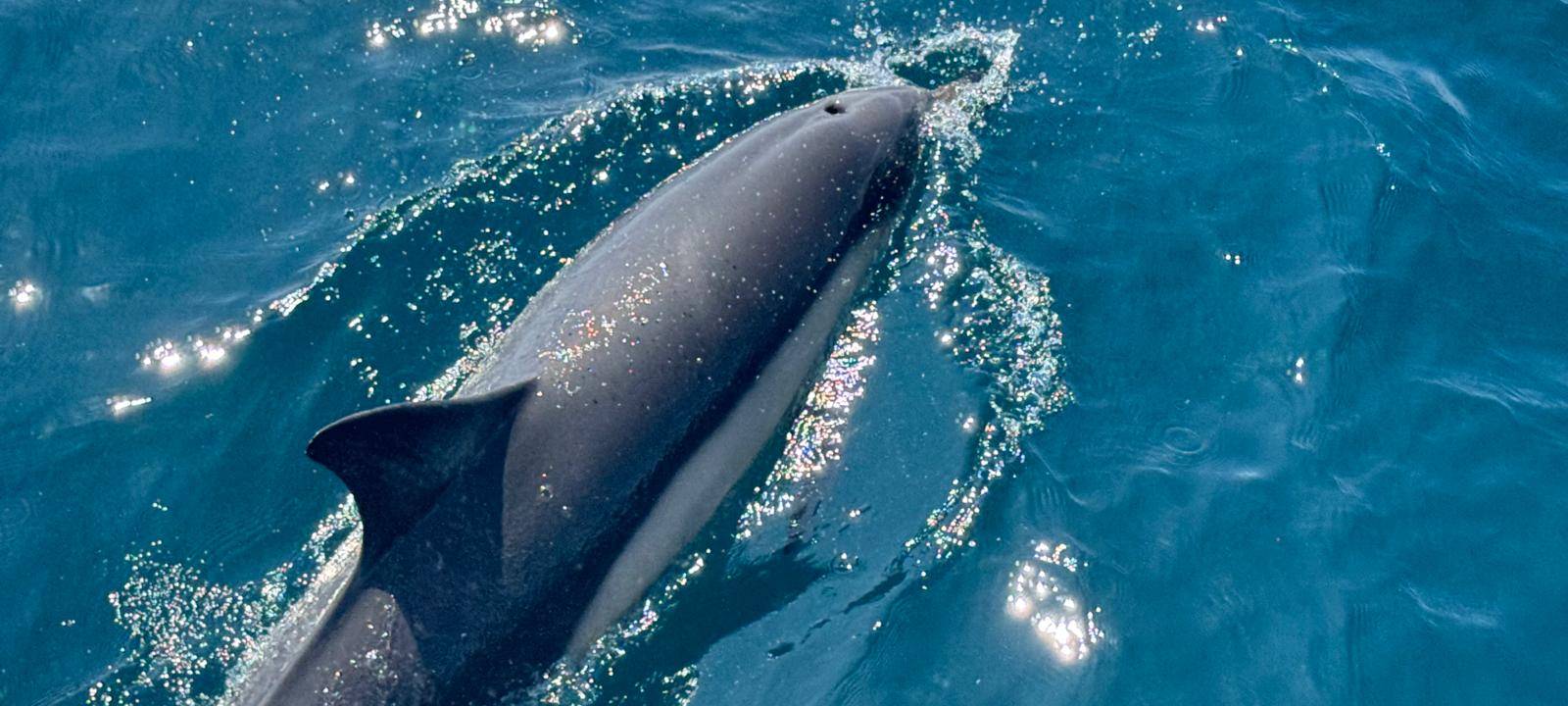 Arzt aus Neuss segelt um die Welt