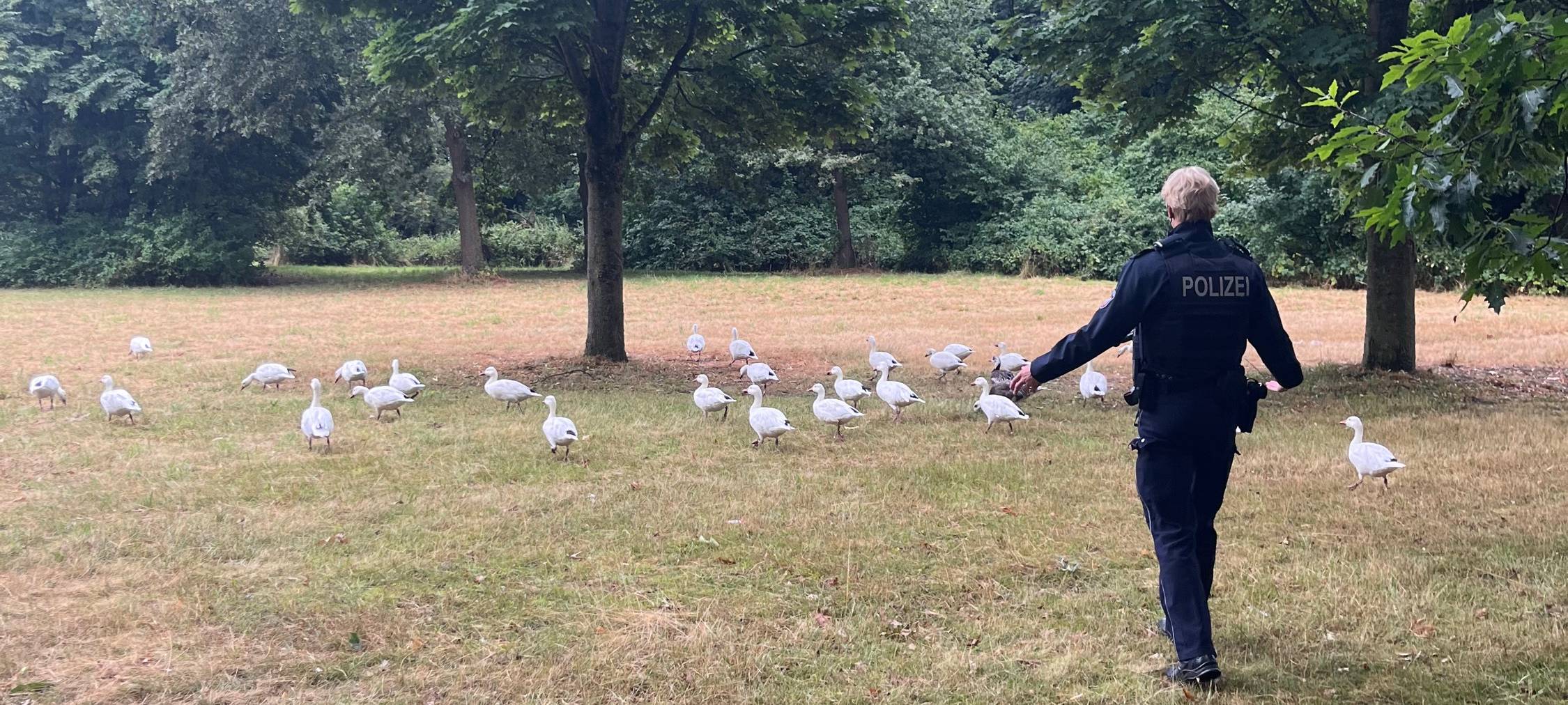 Gänse unterwegs auf Viersener Straße in Neuss