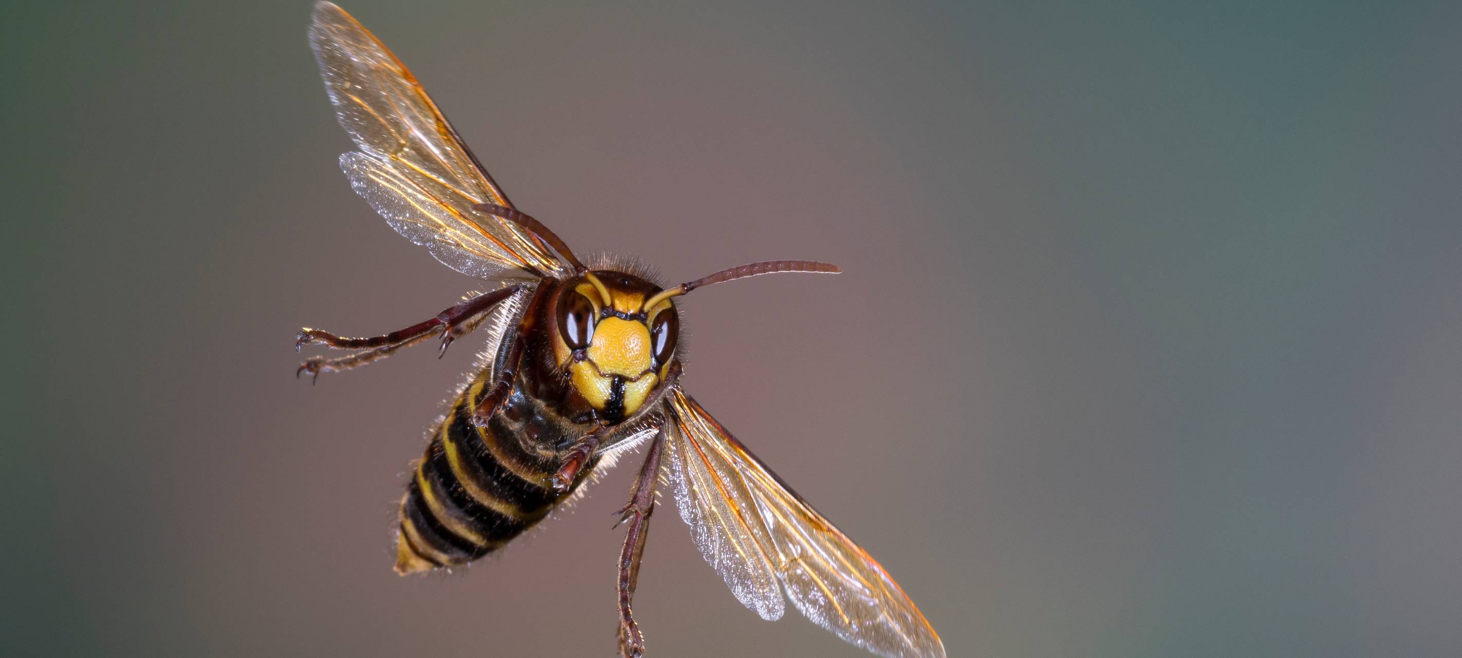 Rhein-Kreis Neuss: Guck mal, wer da summt?!